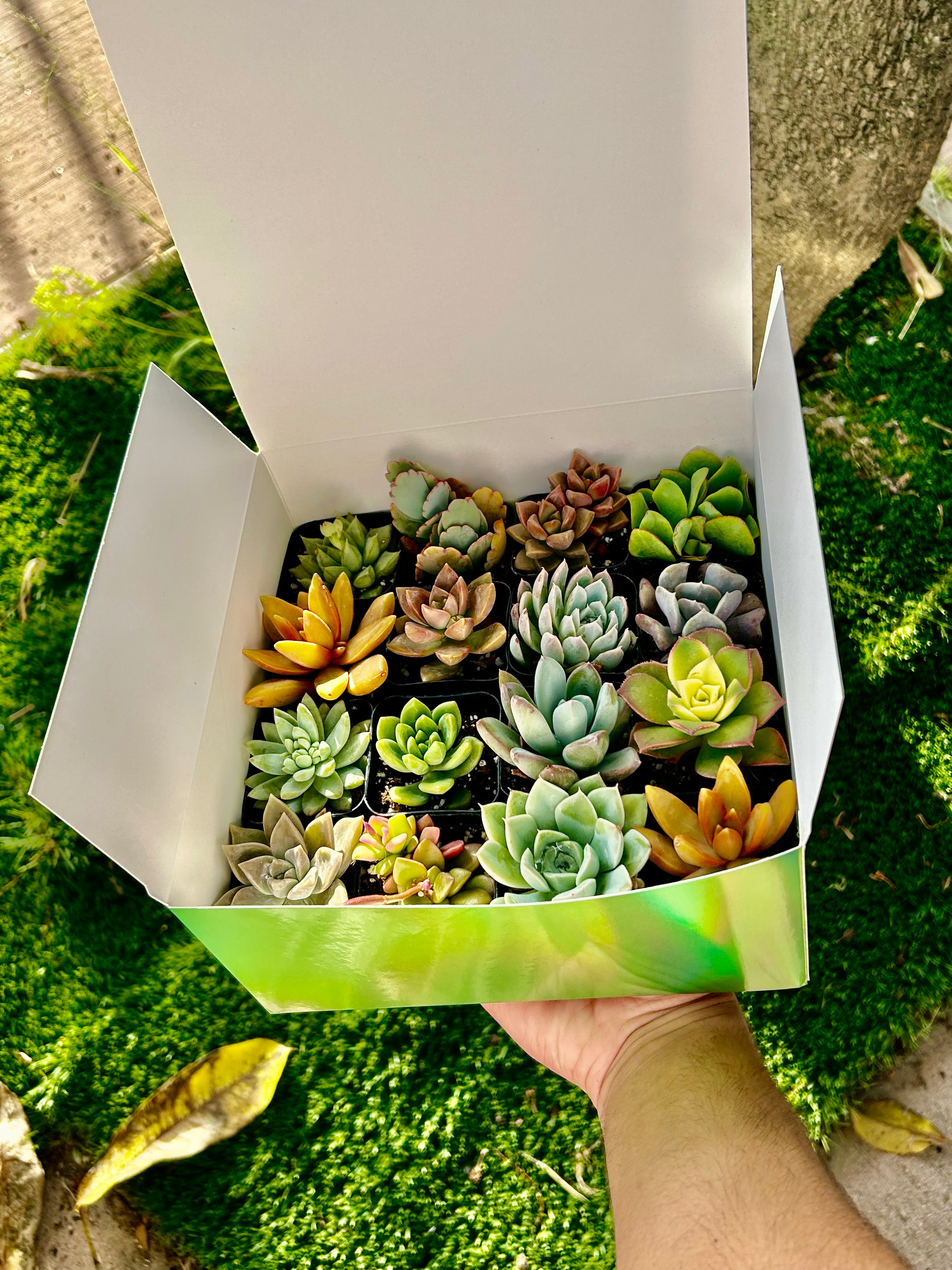 succulents box subscription Succulent Gift Box - 16 Succulents Variety Pack