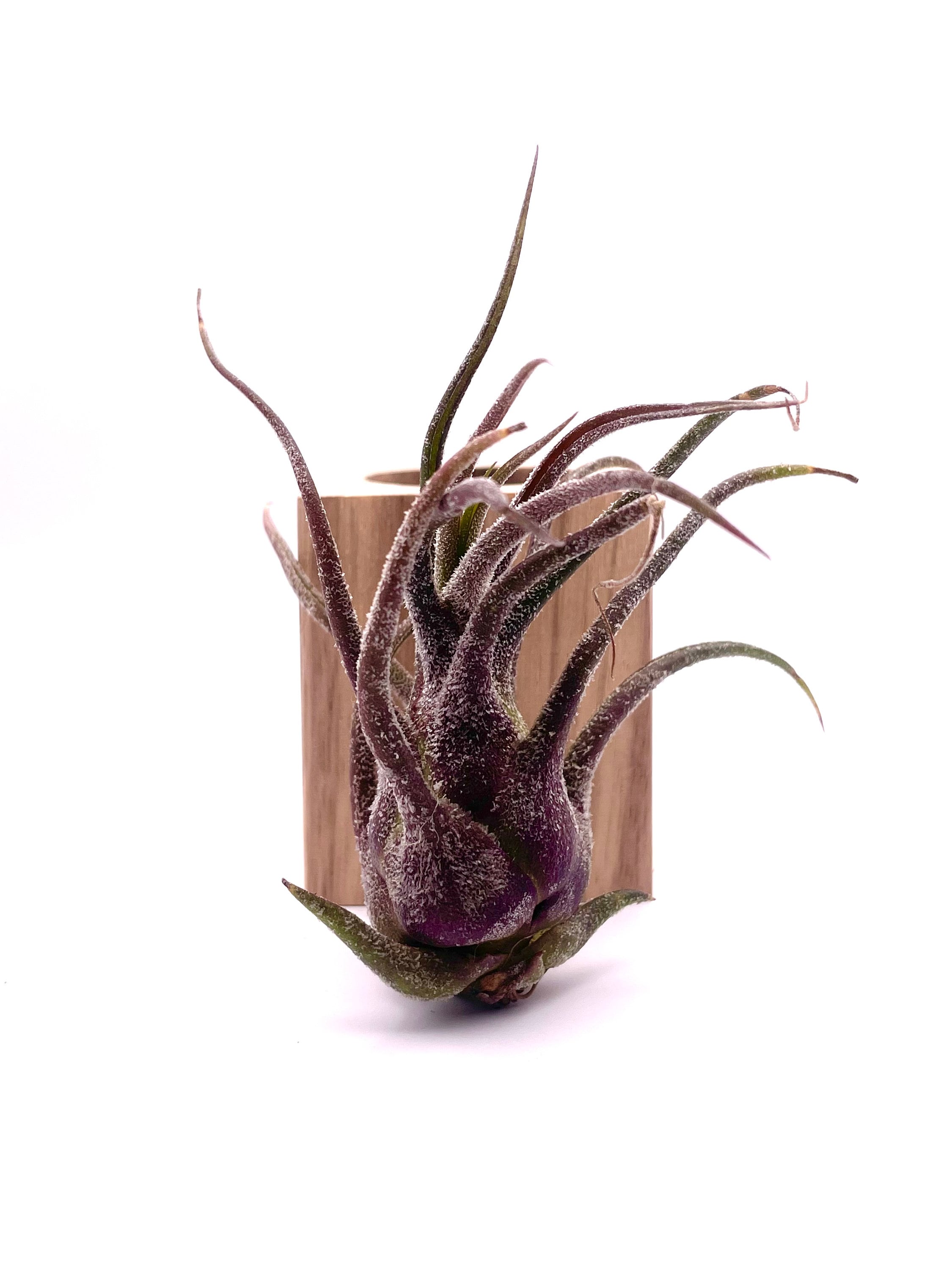 Rare Purple Air Plant - Tillandsia Pruinosa