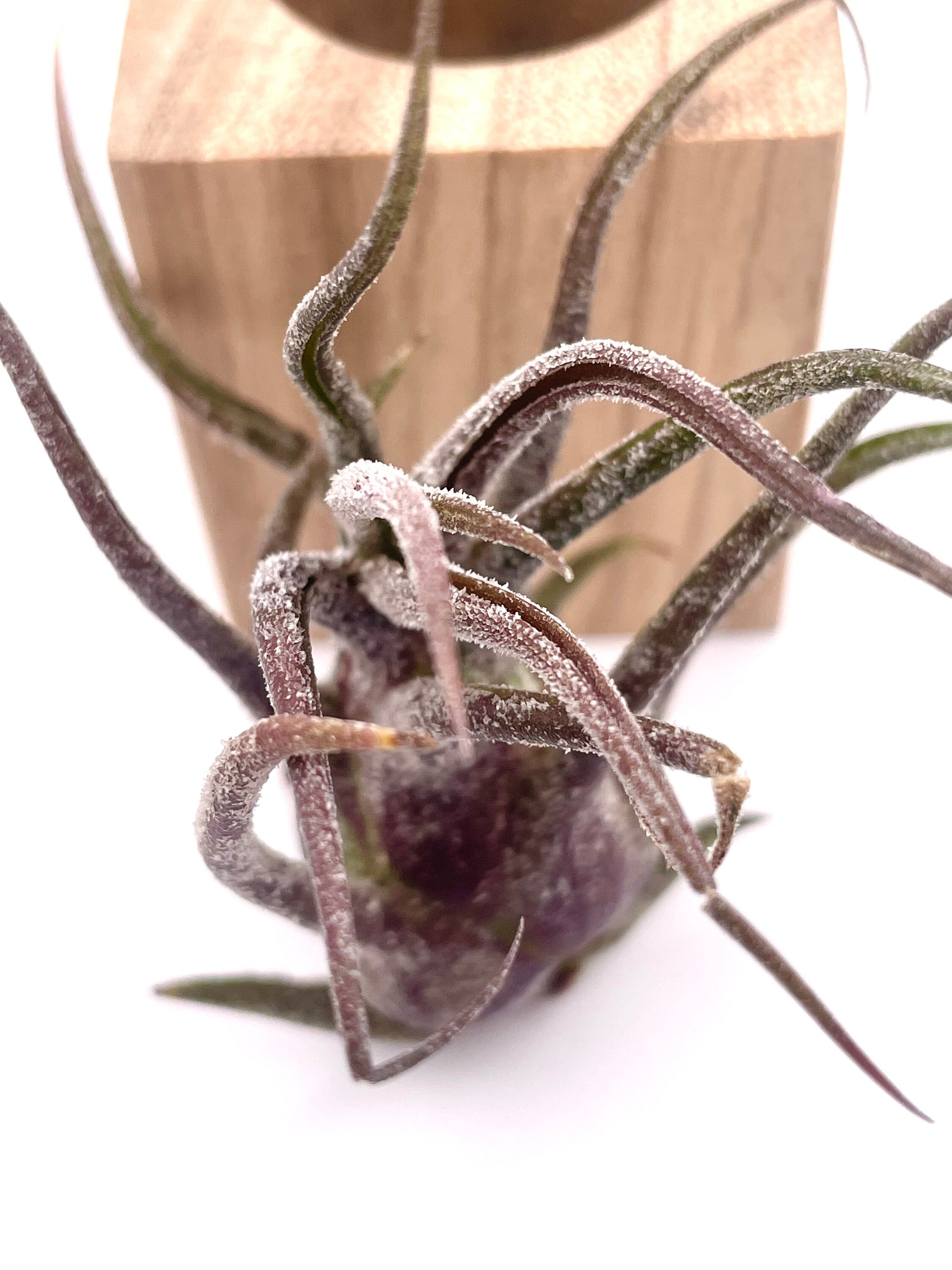 Rare Purple Air Plant - Tillandsia Pruinosa