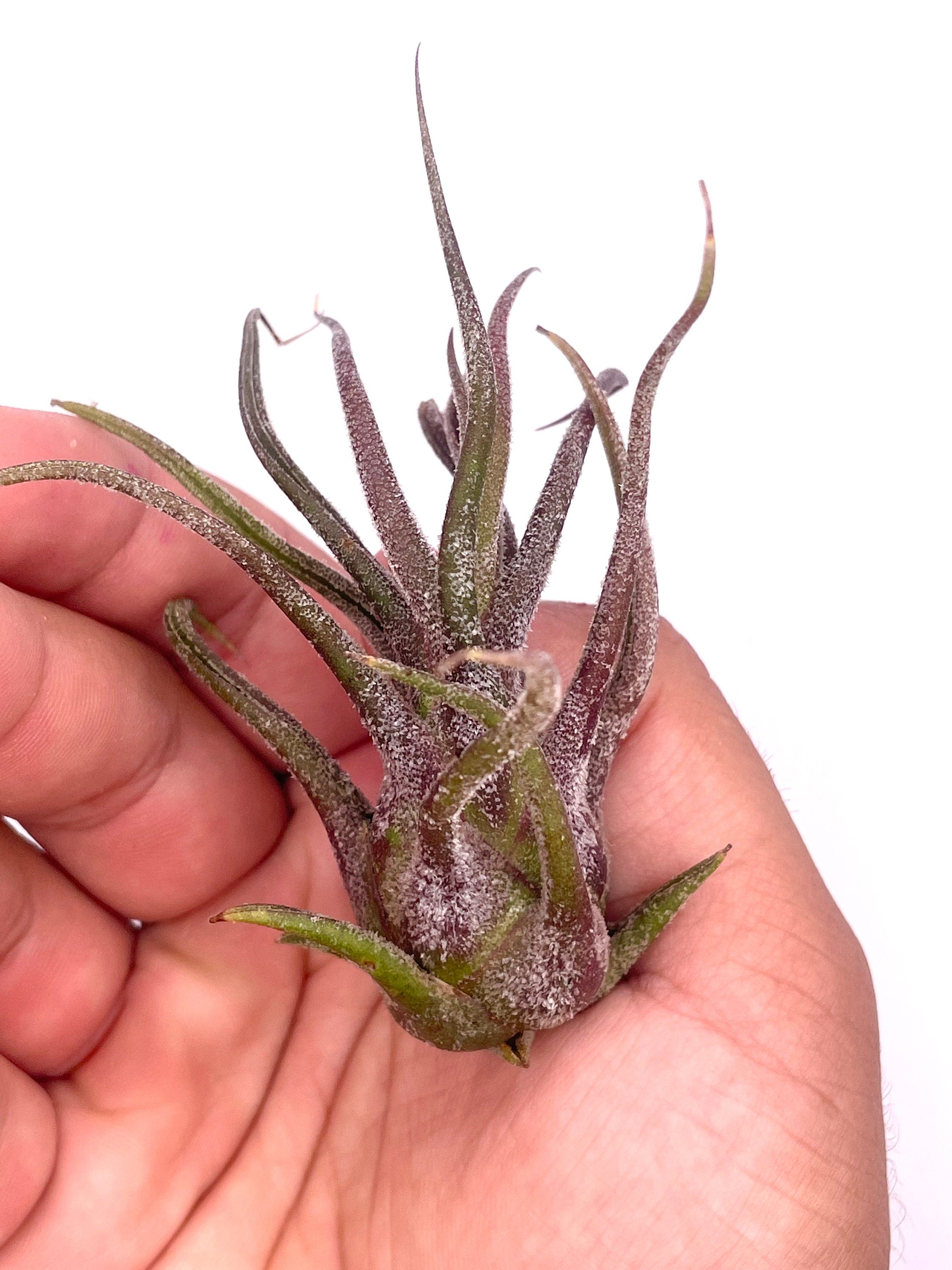 Rare Purple Air Plant - Tillandsia Pruinosa