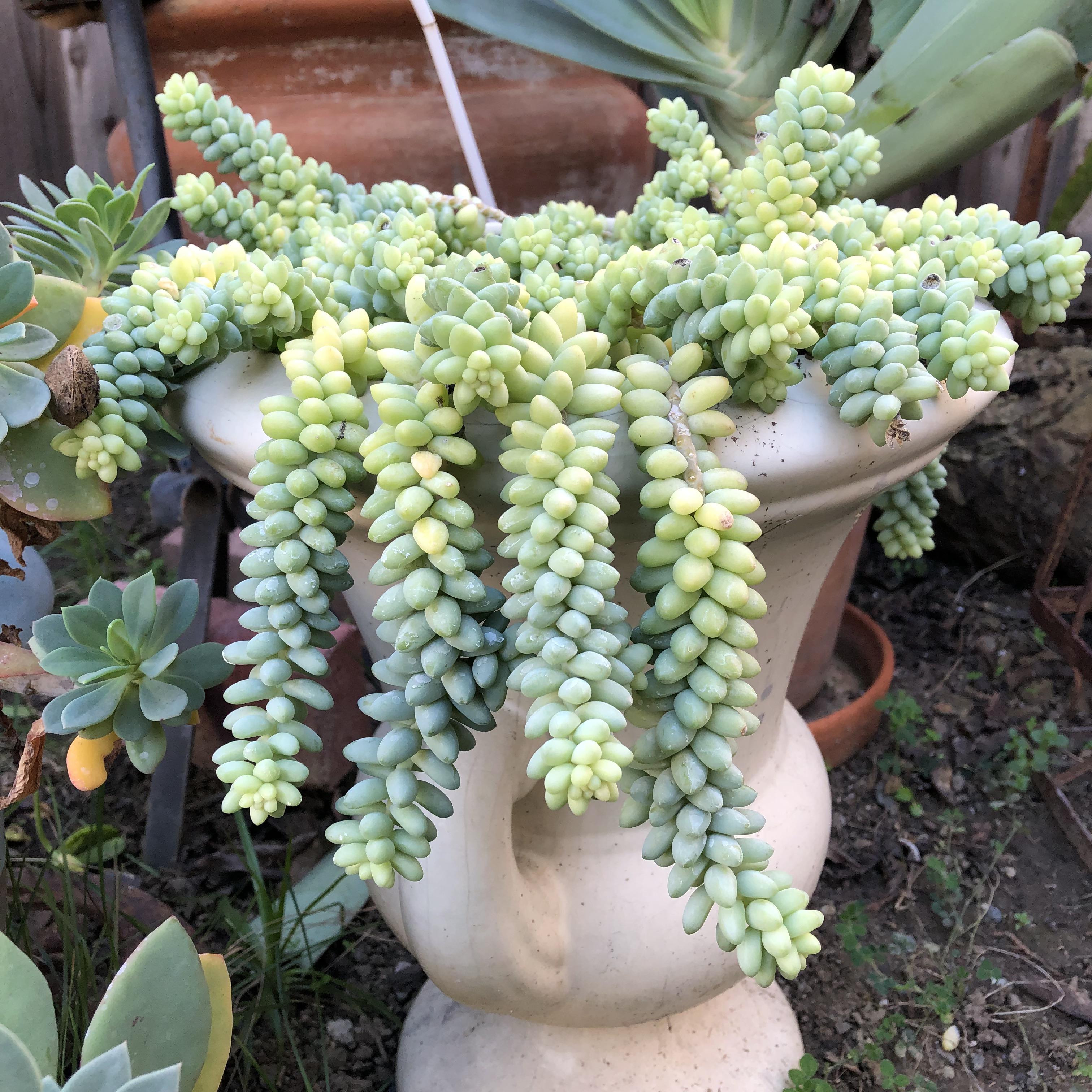 long burros tail succulent trailing
