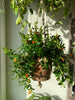 hanging goldfish plant