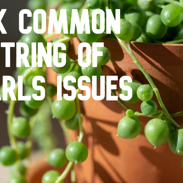 How To Fix Common String of Pearls Problems | Happy Plant Plants blog