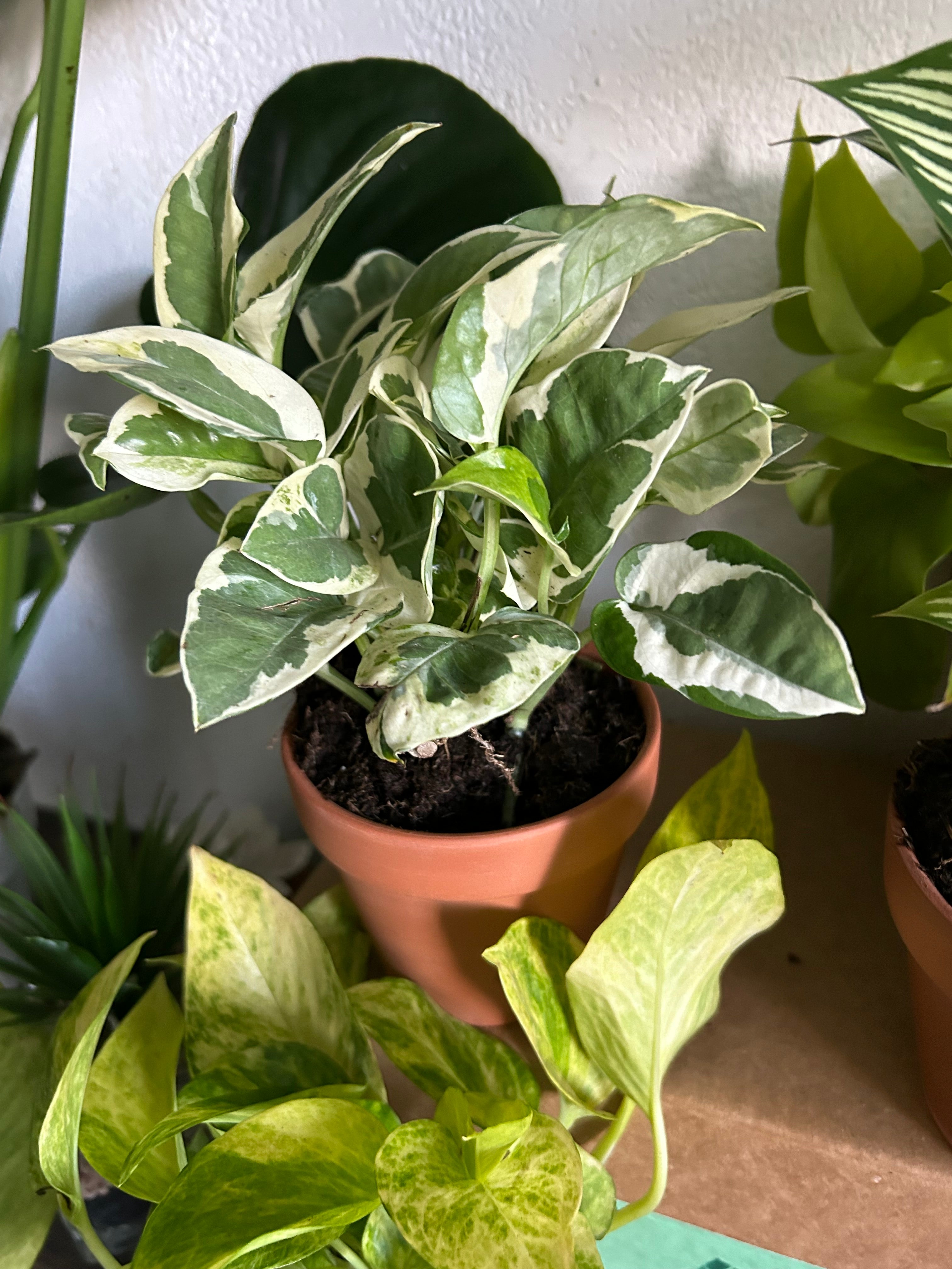 Assorted Plant Variety Pack - 6 Plants | Happy Plant