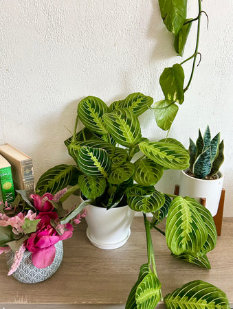 maranta neon prayer plant Maranta Lemon Lime - Prayer Plant