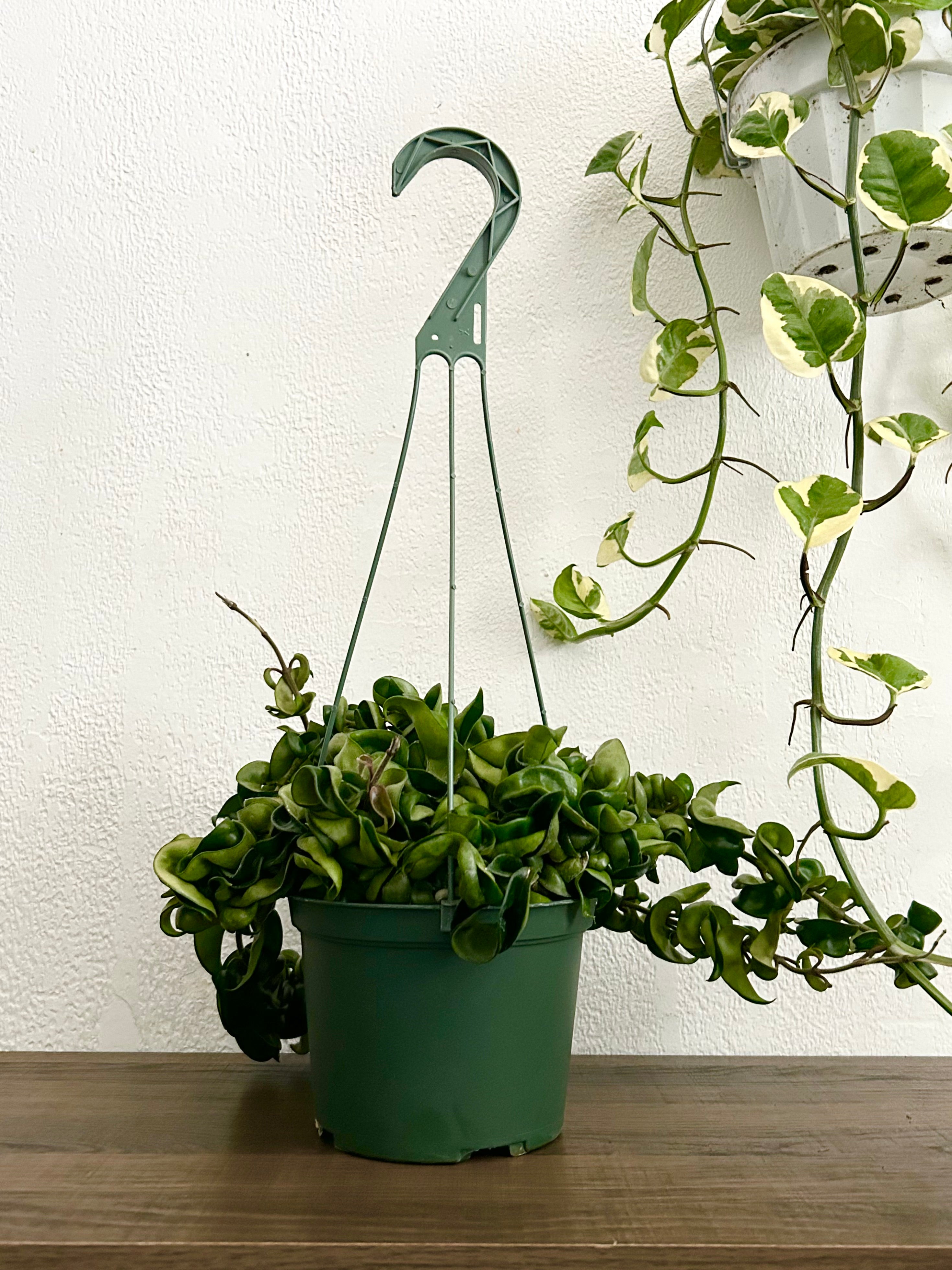 Hoya Compacta “Hindu Rope” House Plant - In 6” Hanging Plant