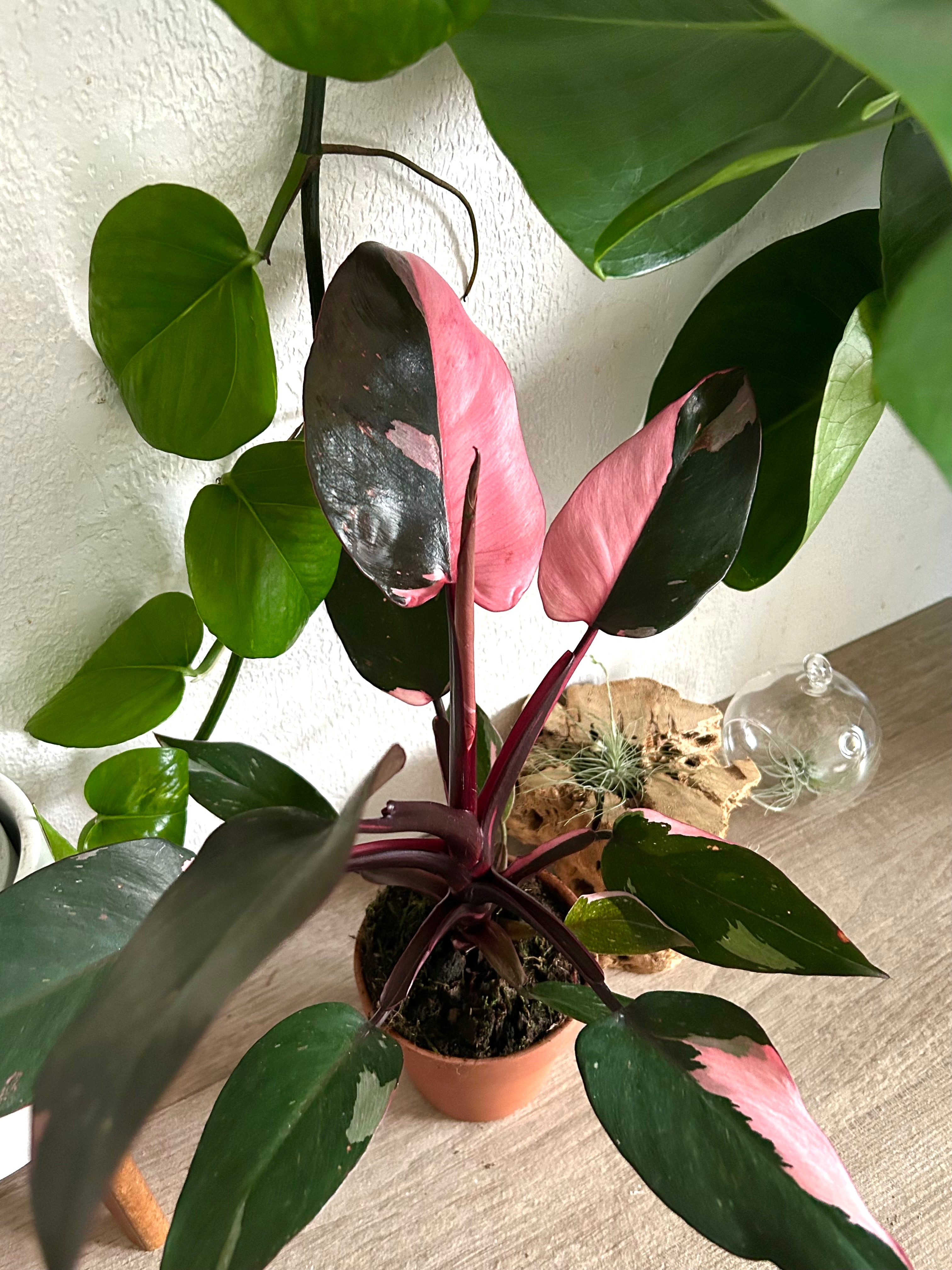 Pink Princess Philodendron | Happy Plant