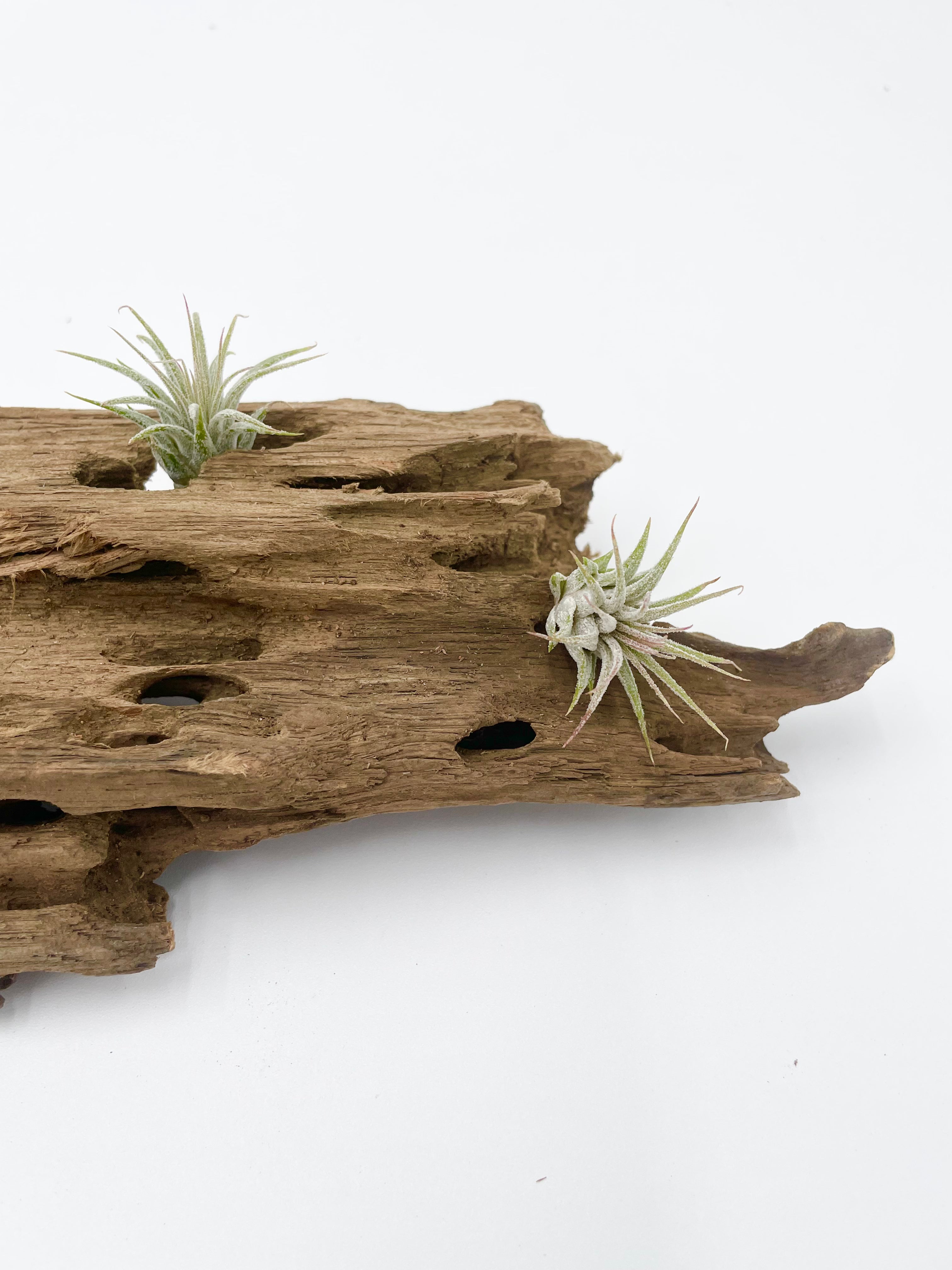 Dragon Wood Natural Air Plant Display