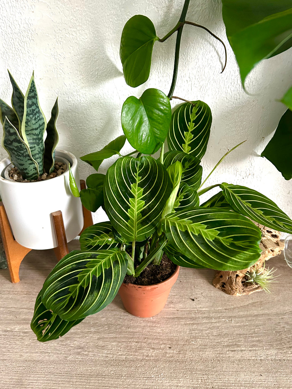 cherry lime prayer plant Maranta Lemon Lime Prayer Plant