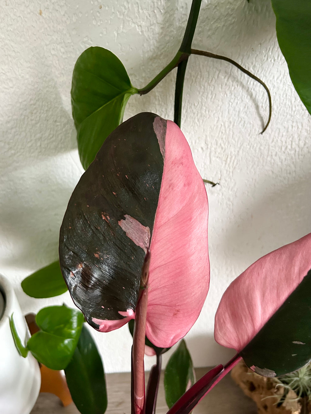 pink princess philodendron walmart Philodendron 'Pink Princess' - Pack of 1