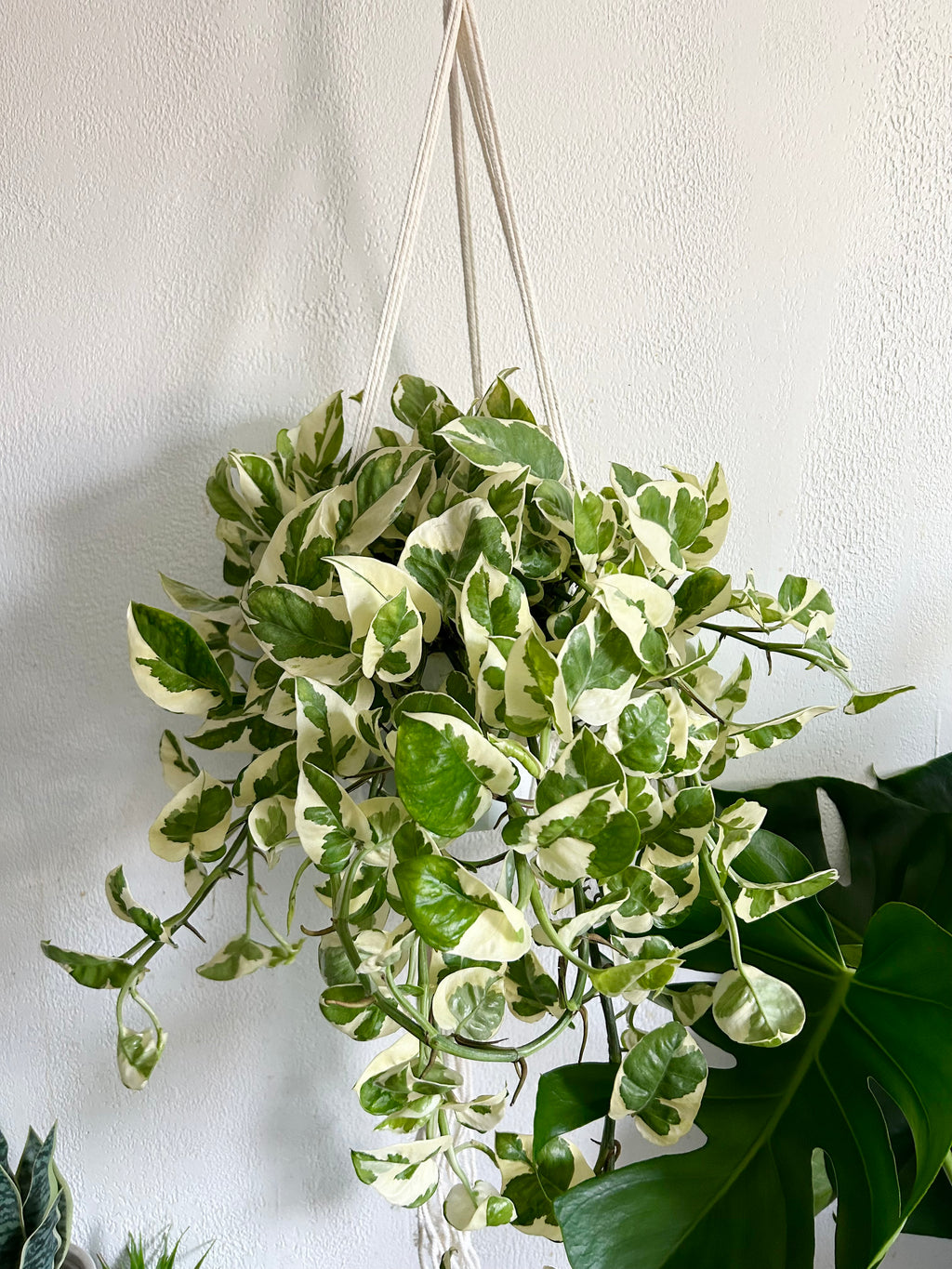 large hanging pothos Pothos N' Joy In 6” Hanging Pot