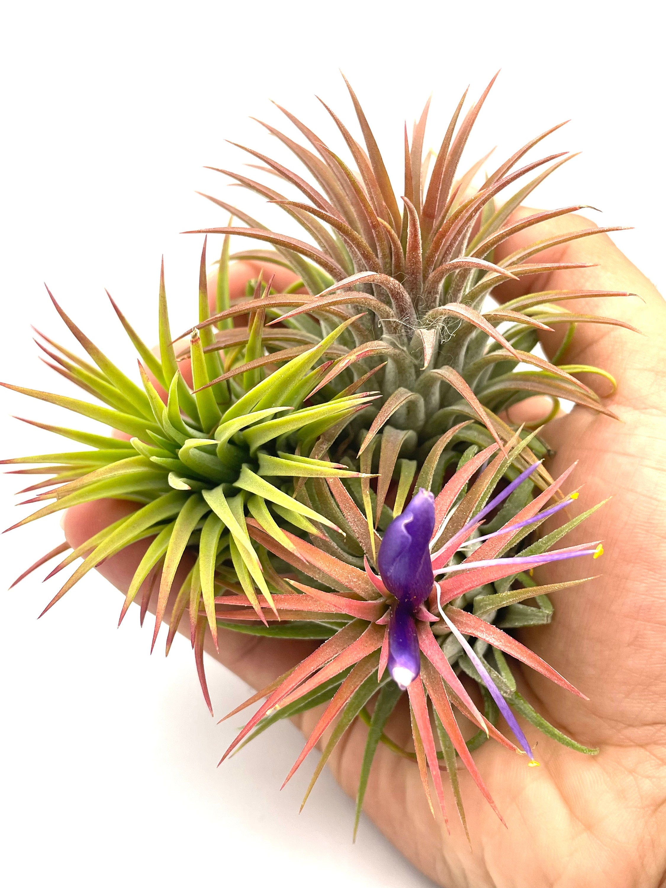 blooming air plants