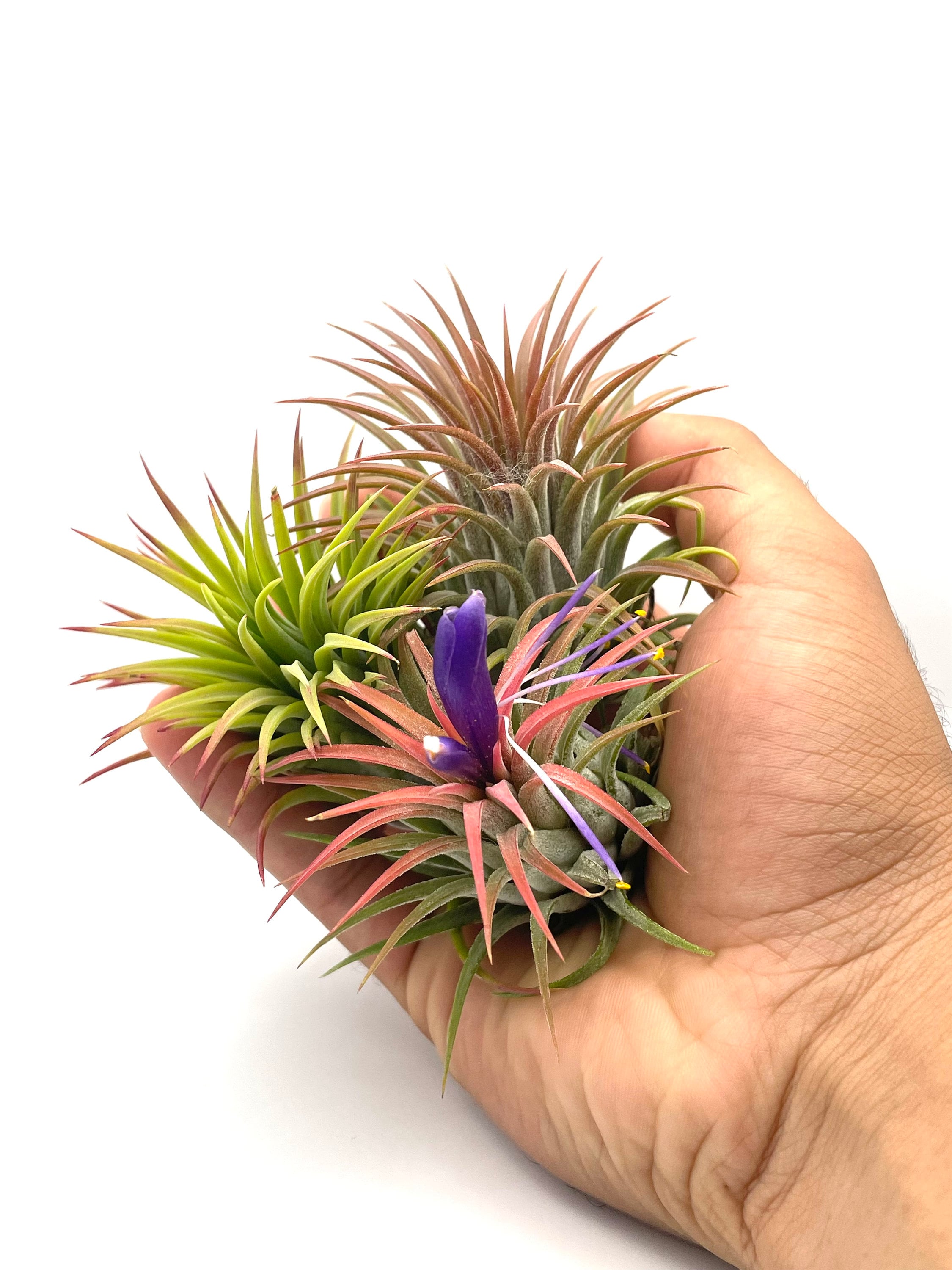 group of tillandsia air plants