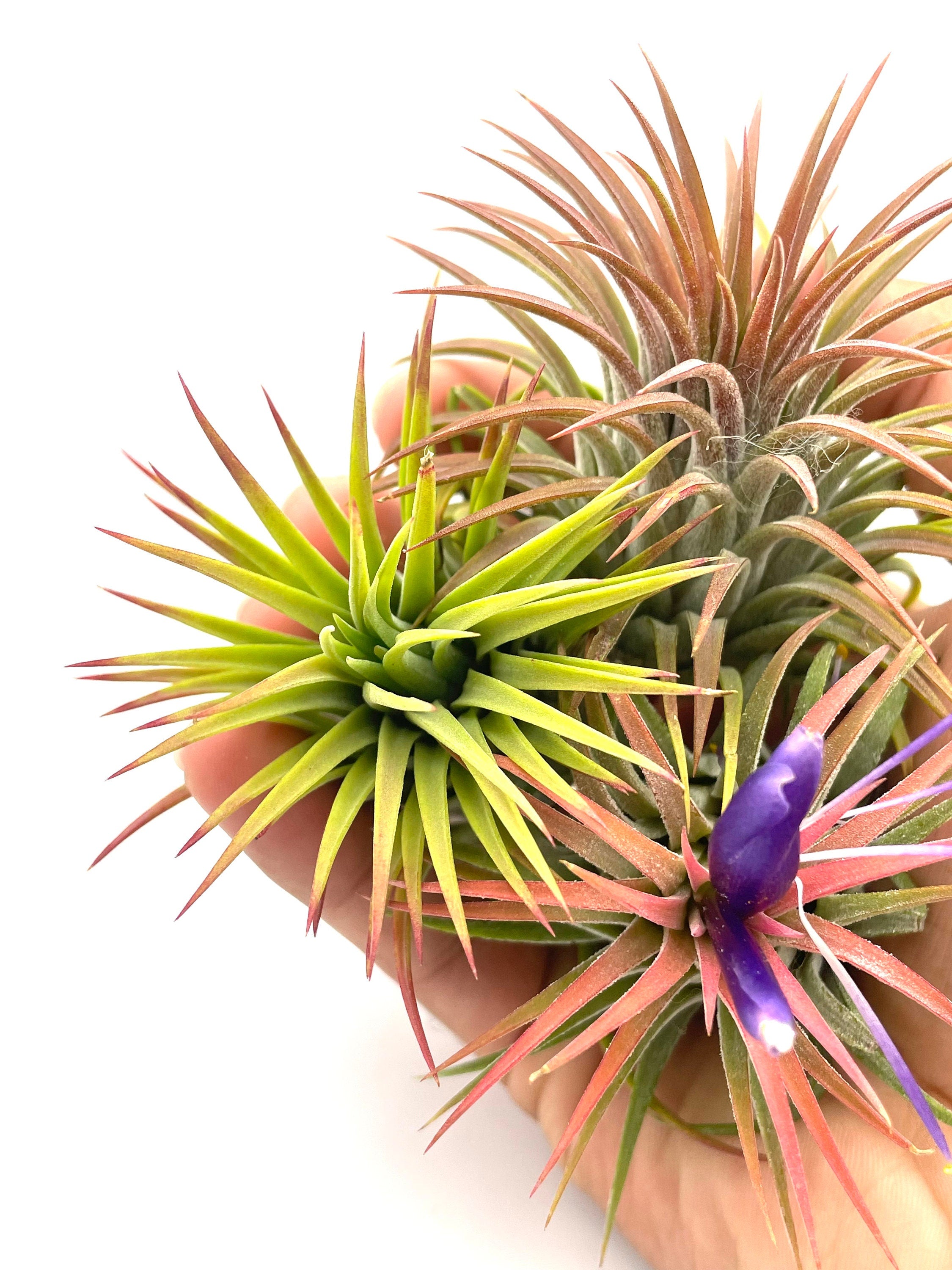 blooming tillandsias