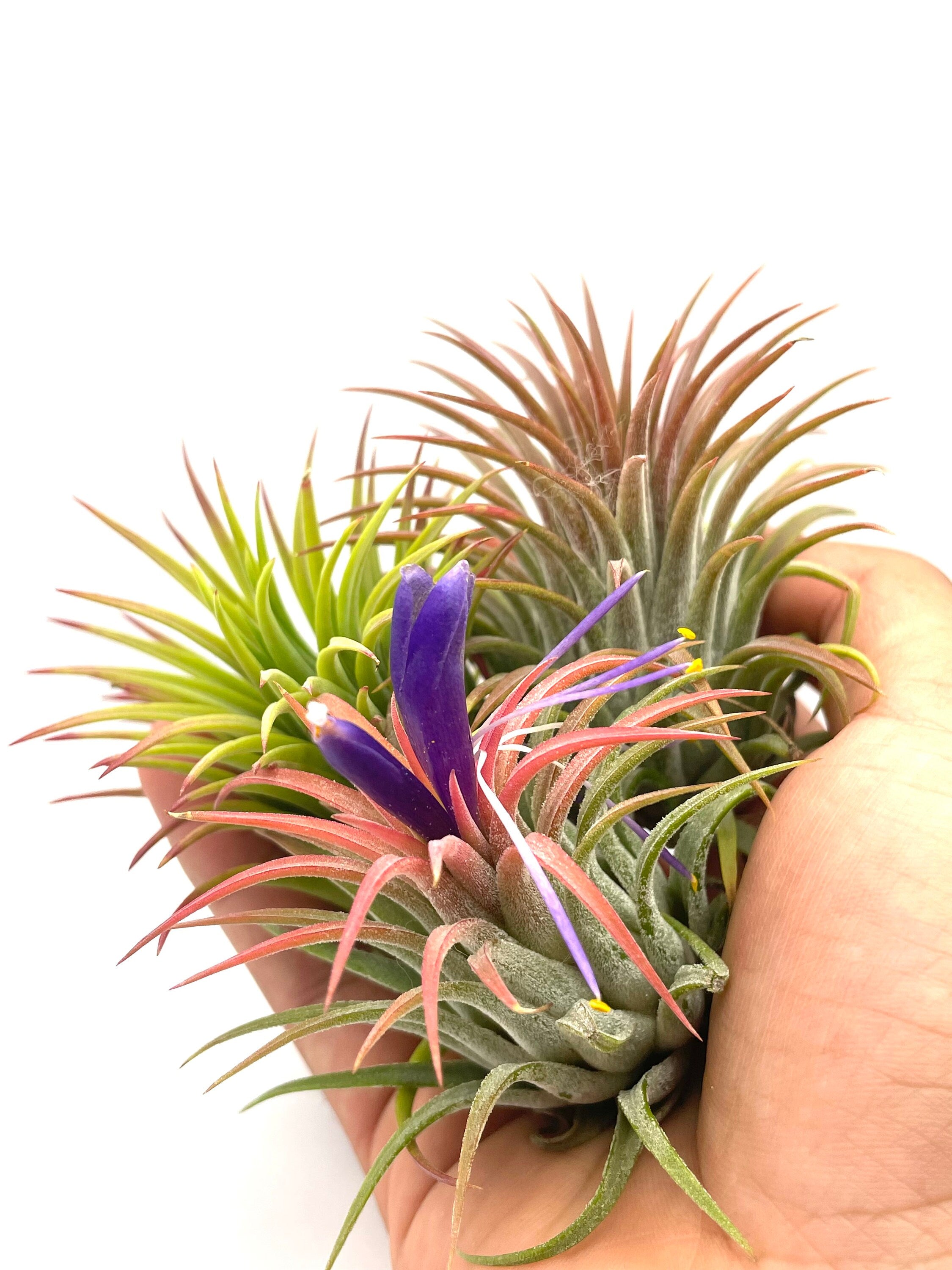 air plants in hand