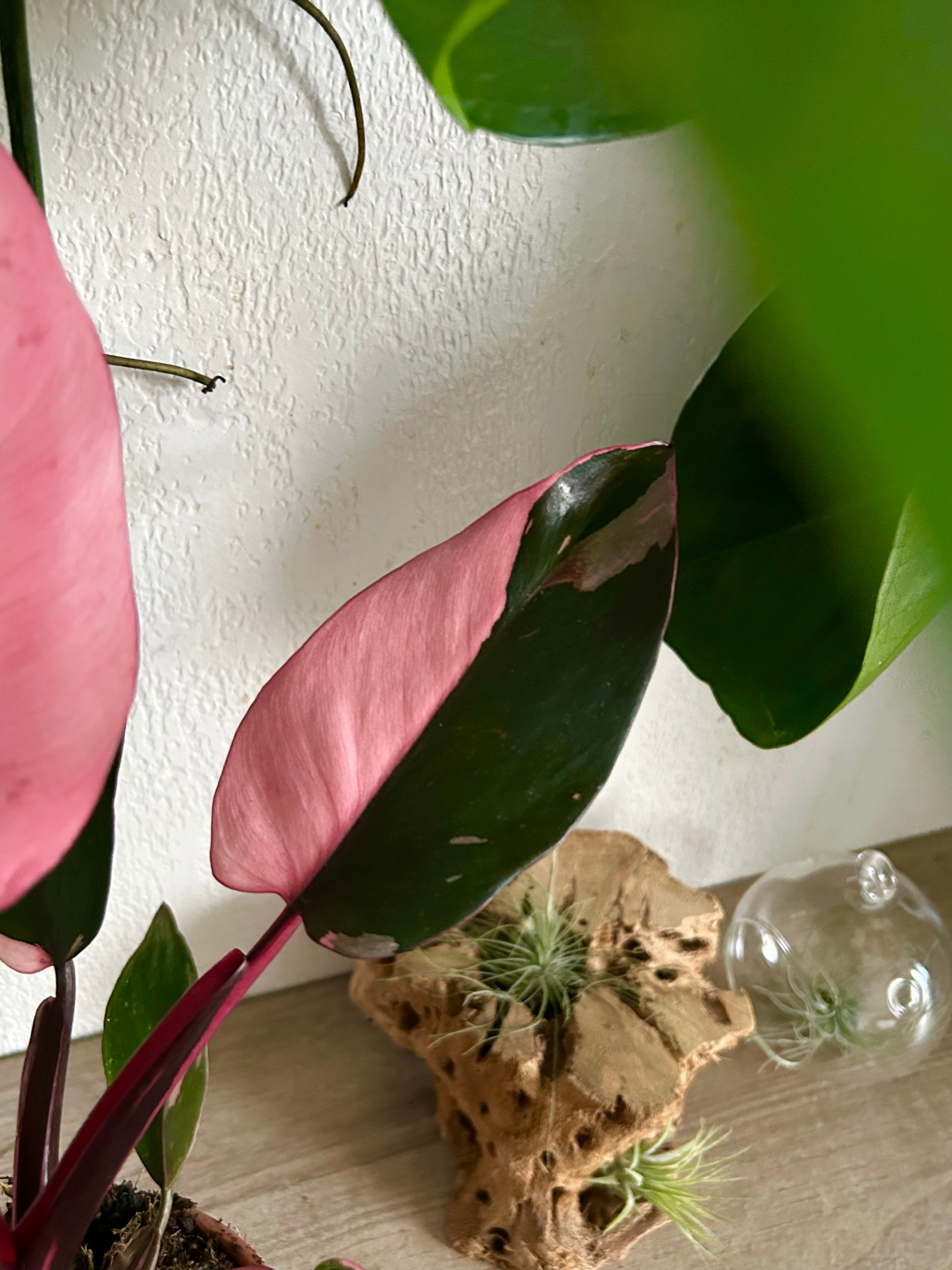ビカクシダ P.Pink Princess Spore 7203 ビカクシダ P.Pink Princess Spore 7205 Pink Princess Philodendron