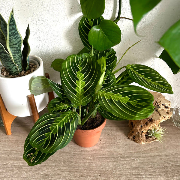 Lemon-Lime Prayer Plant 4in