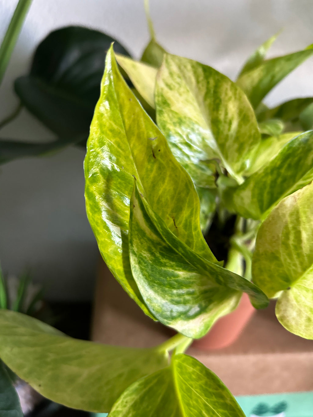 pothos variety pack Pothos Variety Pack - 3 Assorted Plants
