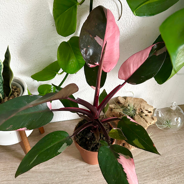 Pink Princess Philodendron