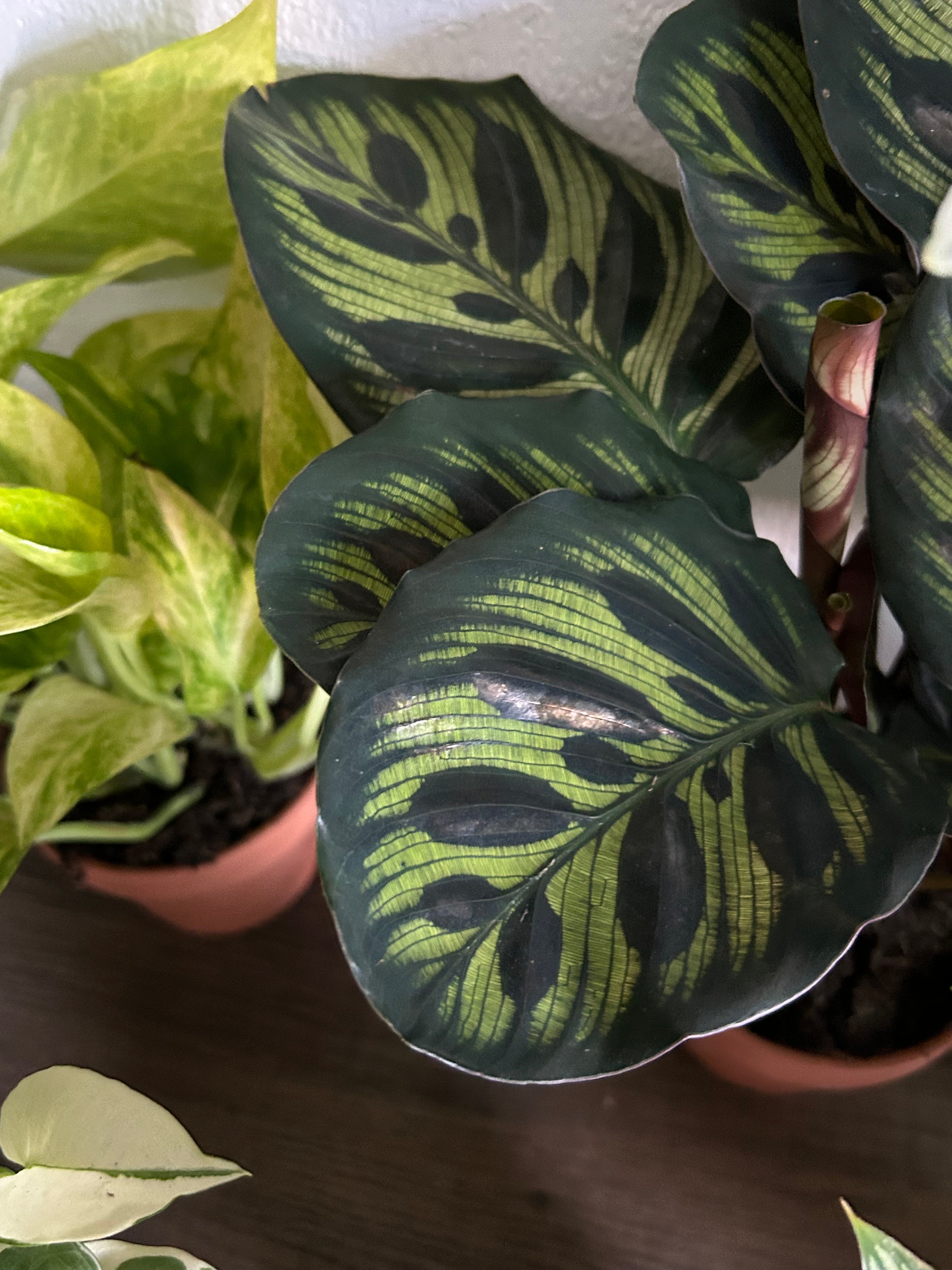 Assorted Plant Variety Pack - 6 Plants | Happy Plant
