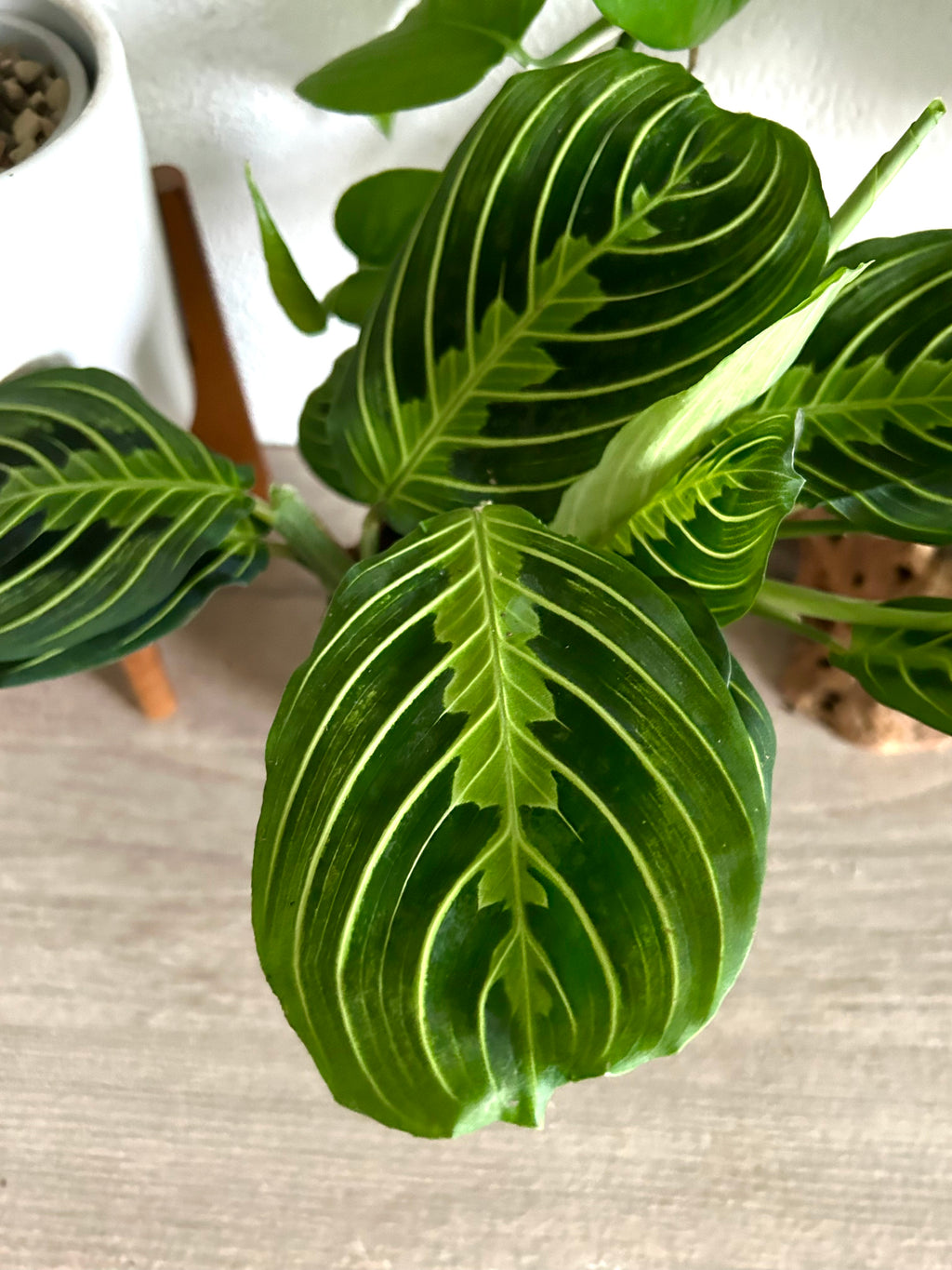 cherry lime prayer plant Maranta Lemon Lime Prayer Plant