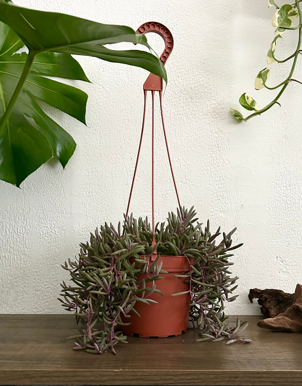 string of rubies succulent String of Rubies Succulent In 6” Hanging Pot