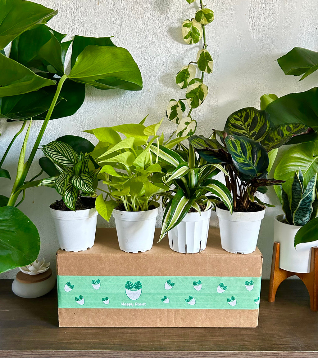 cratejoy house plant box Mystery Plant Box - 4 House Plants