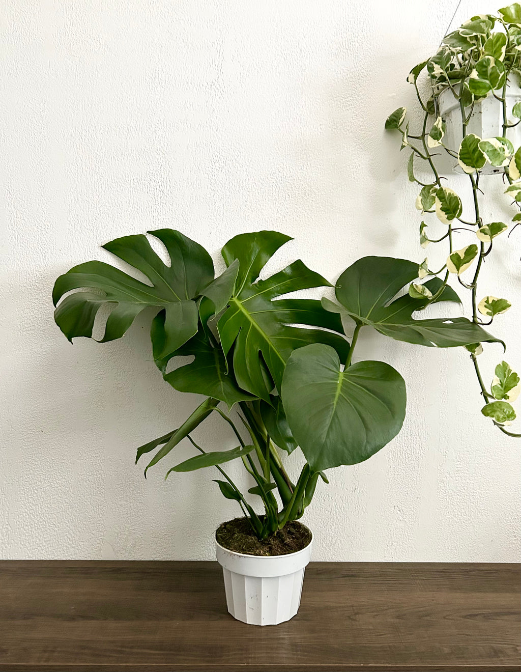 monstera deliciosa camgirl Large Form Monstera Deliciosa Live Plant - 6” Pot