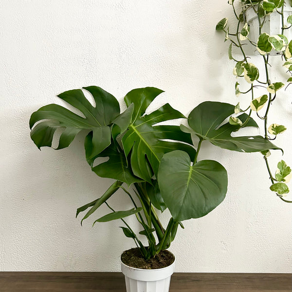 monstera deliciosa achat Large Form Monstera Deliciosa Live Plant - 6” Pot