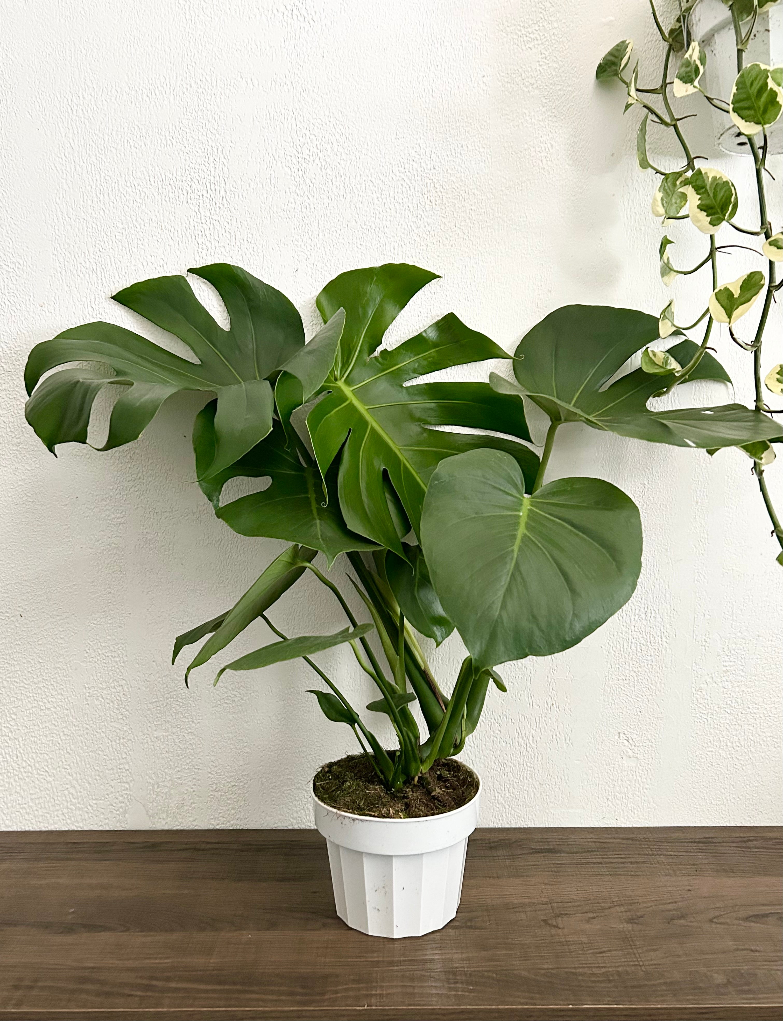 Large Form Monstera Deliciosa Live Plant - 6” Pot | Happy Plant