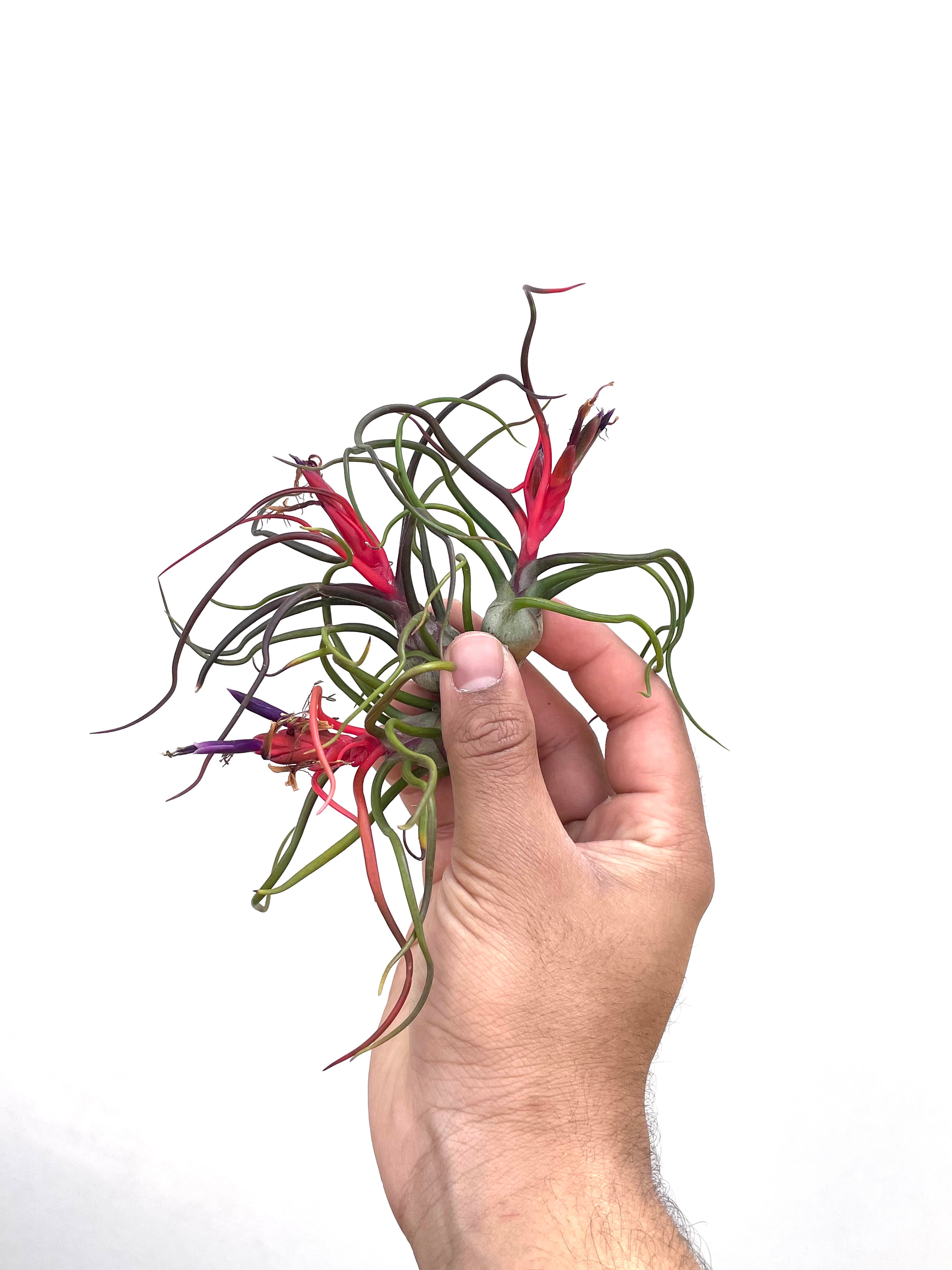 3 Pack “Red Spider” Tillandsia Bulbosa Air Plant