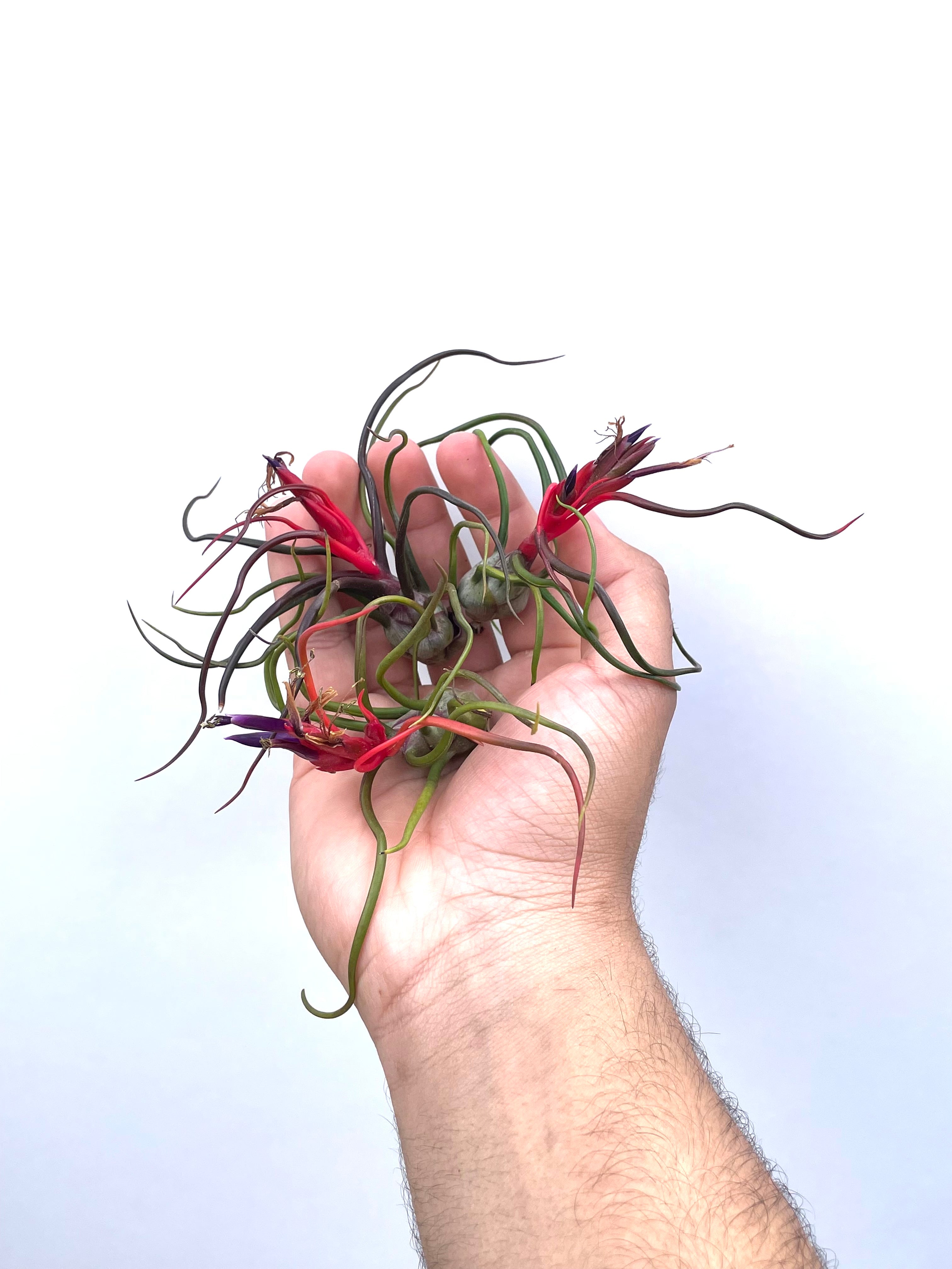3 Pack “Red Spider” Tillandsia Bulbosa Air Plant