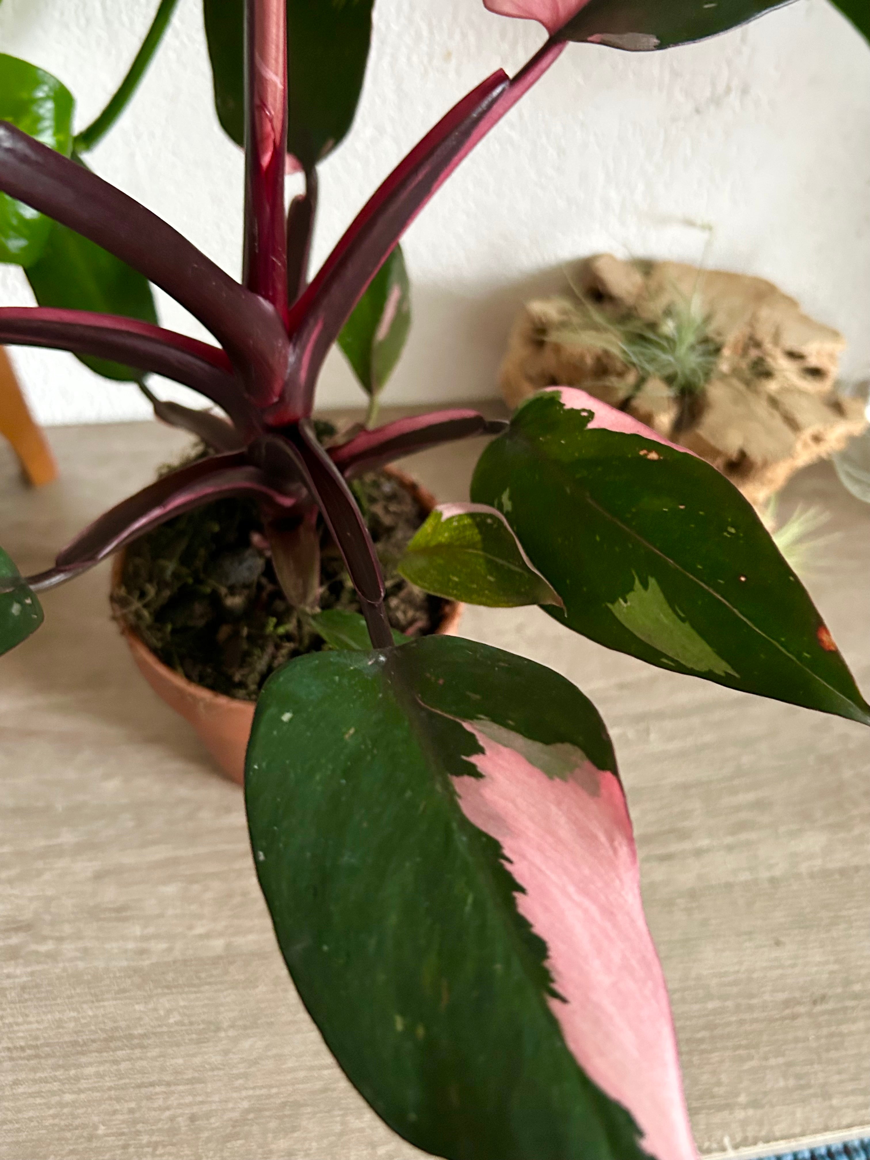 Pink Princess Philodendron | Happy Plant
