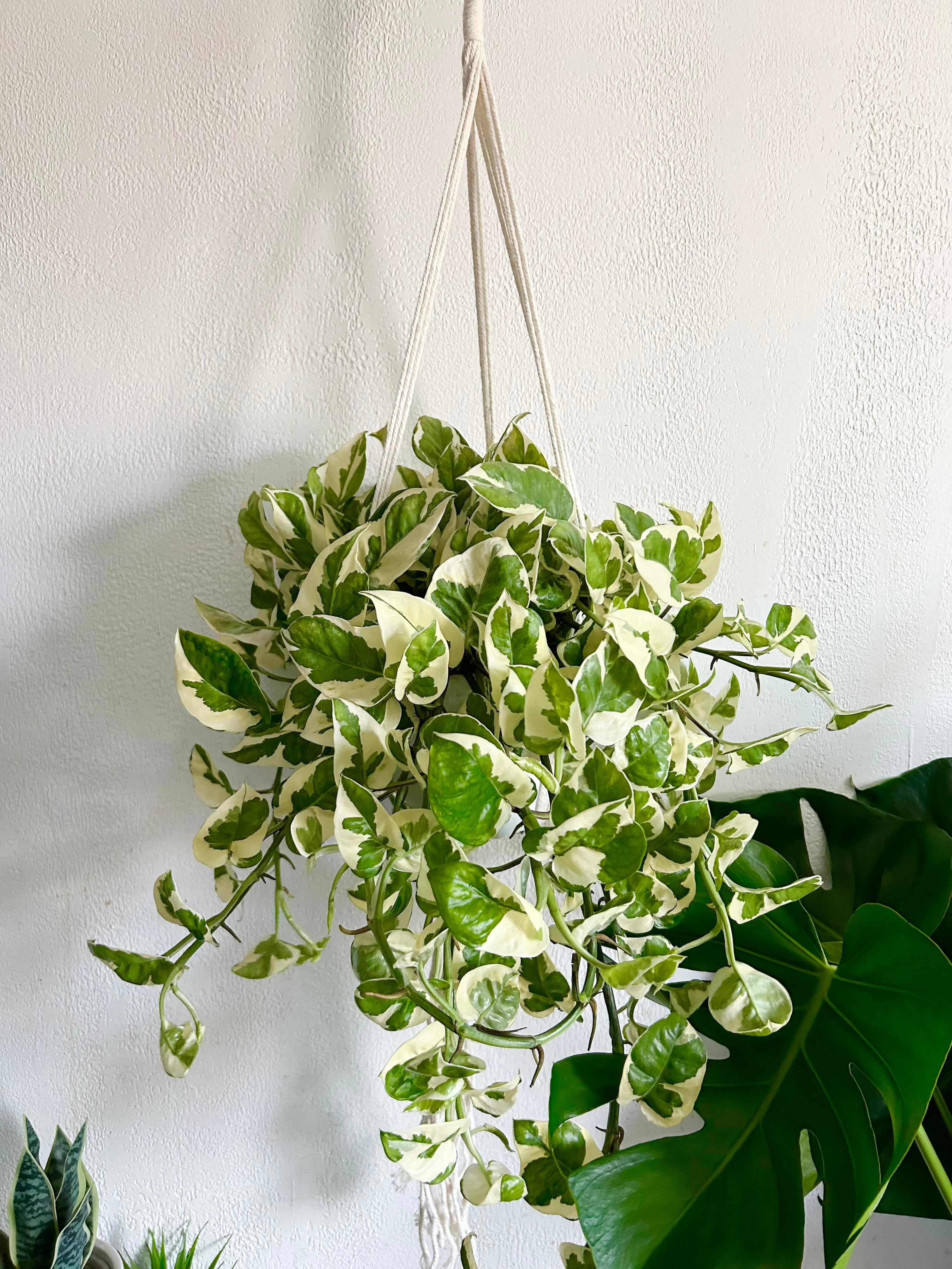 Pothos N’ Joy In 6” Hanging Pot