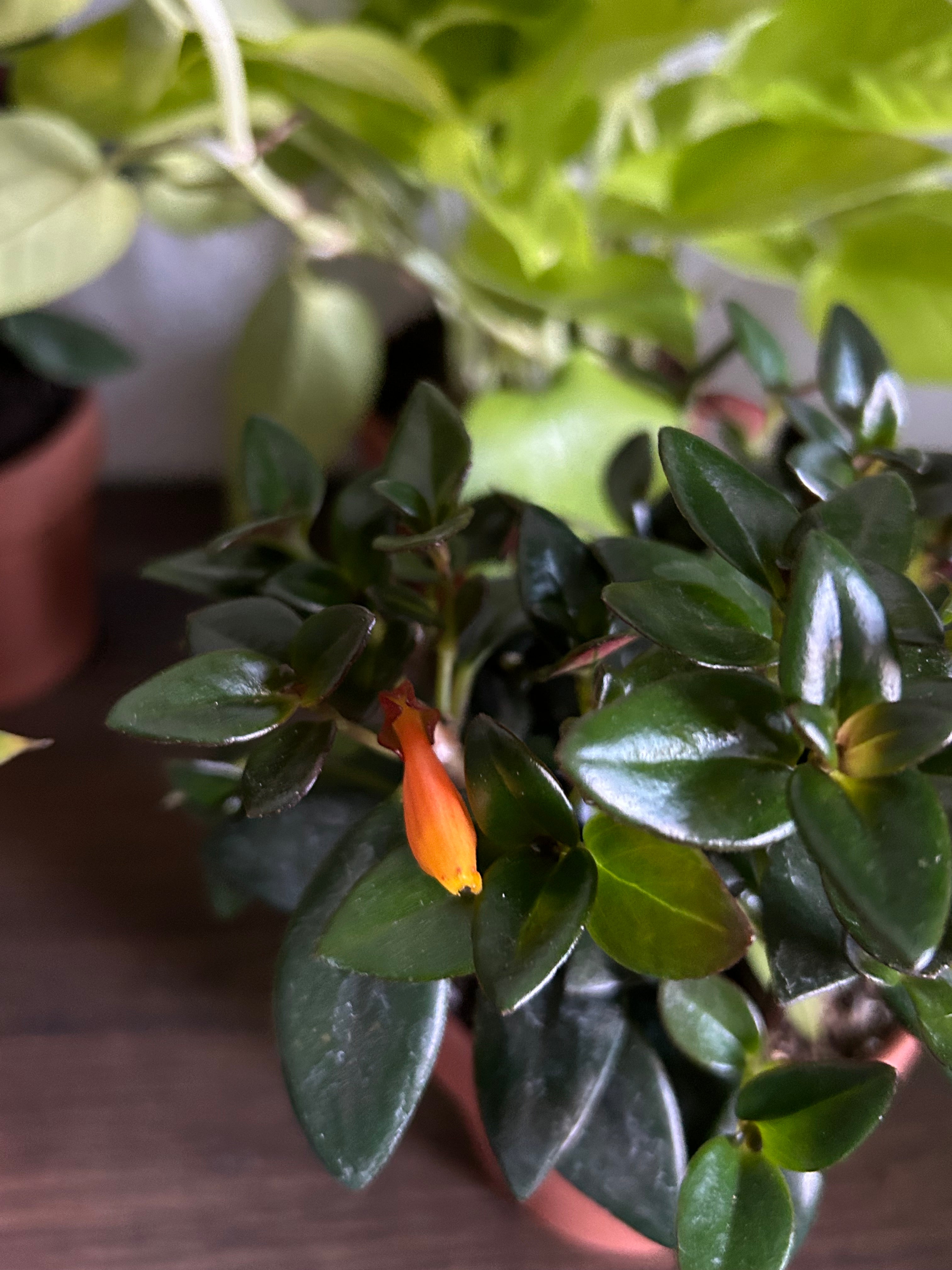 Assorted Plant Variety Pack - 6 Plants | Happy Plant