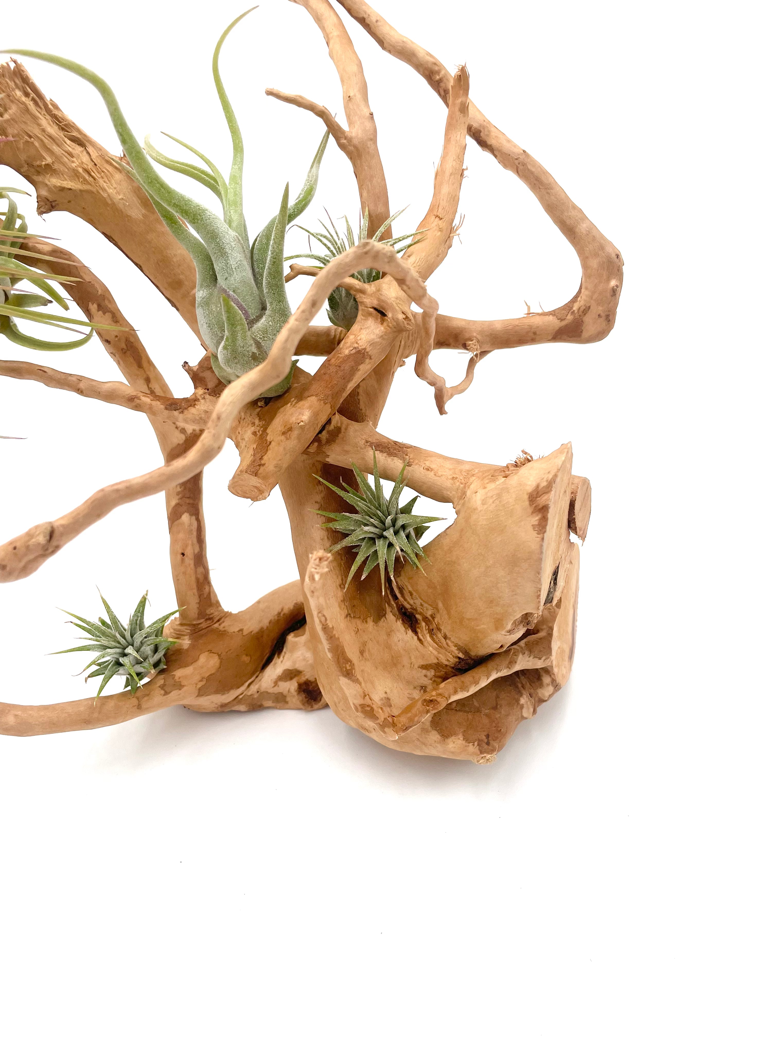 Natural Drift Wood Air Plant Display