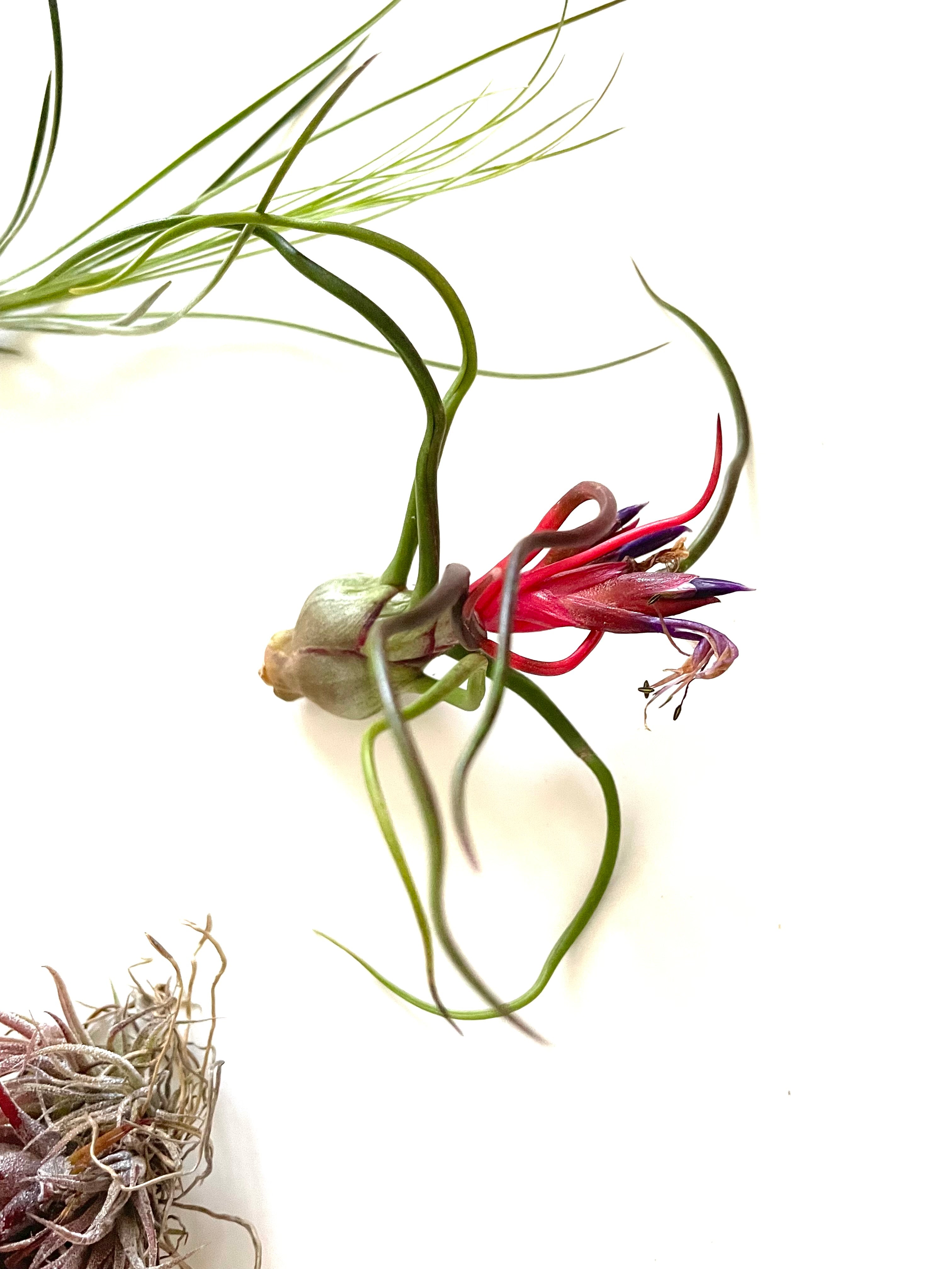 blooming bulbosa tillandsia
