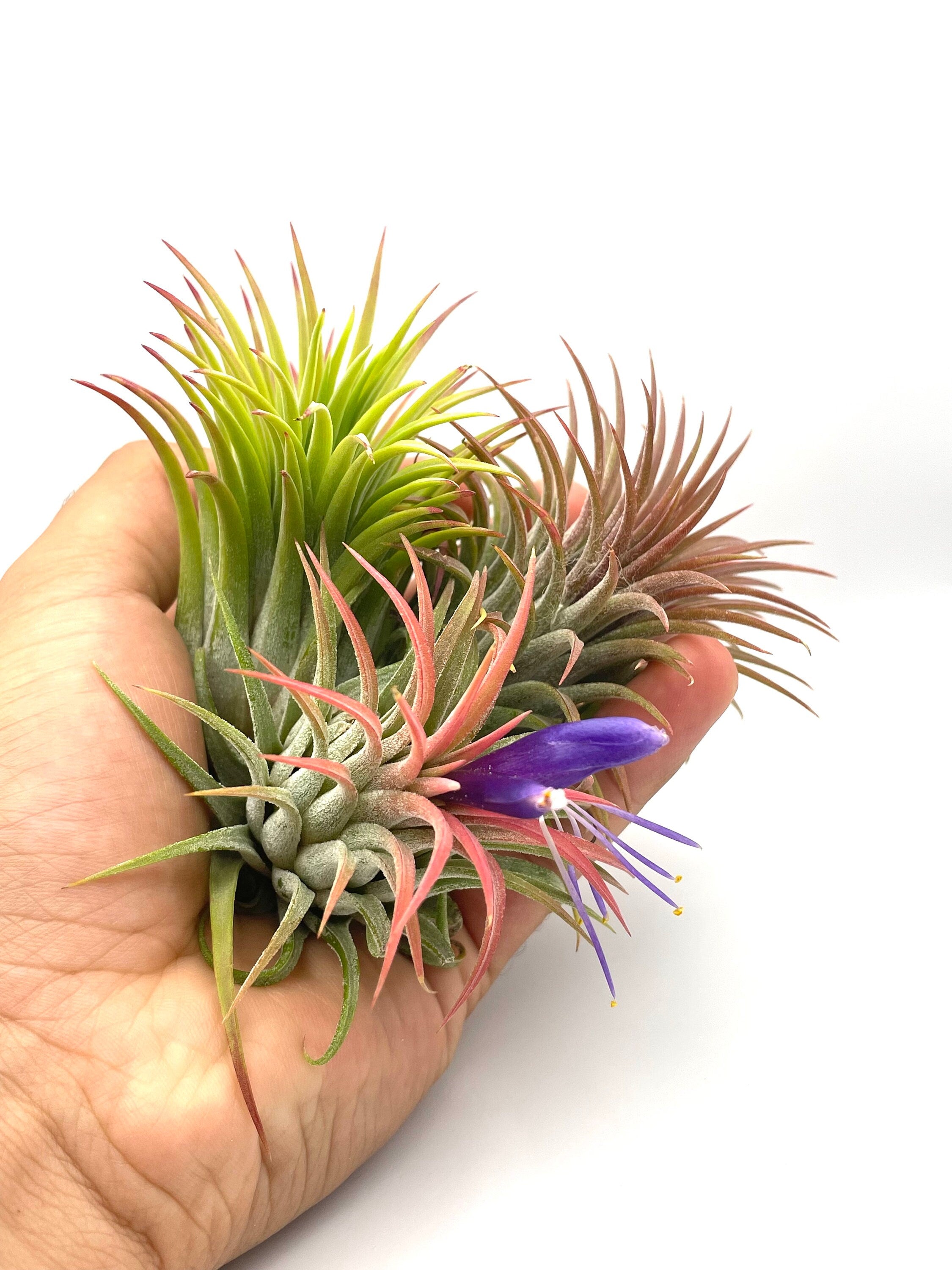 blooming rubra air plant