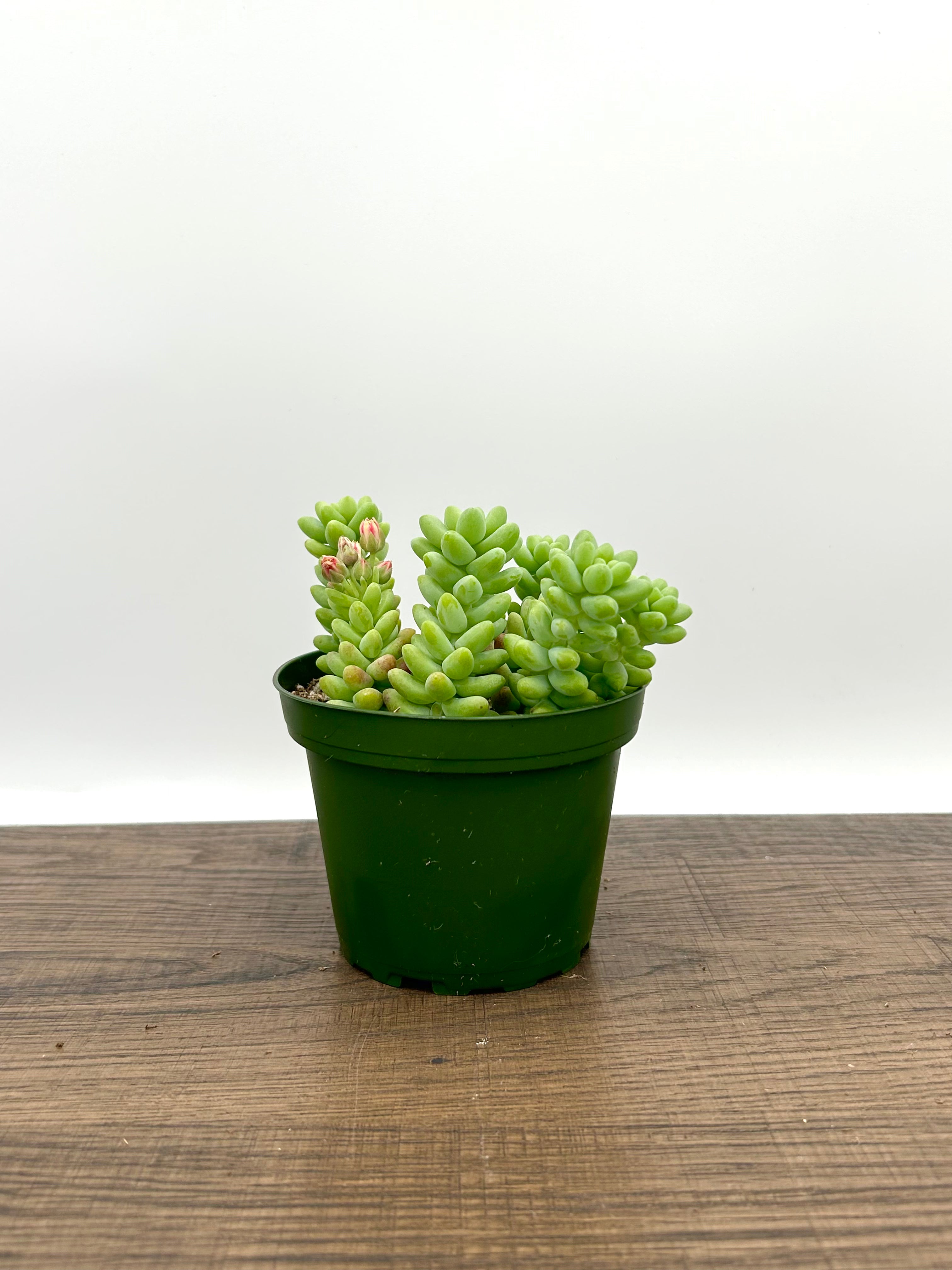 Burro's Tail Succulent