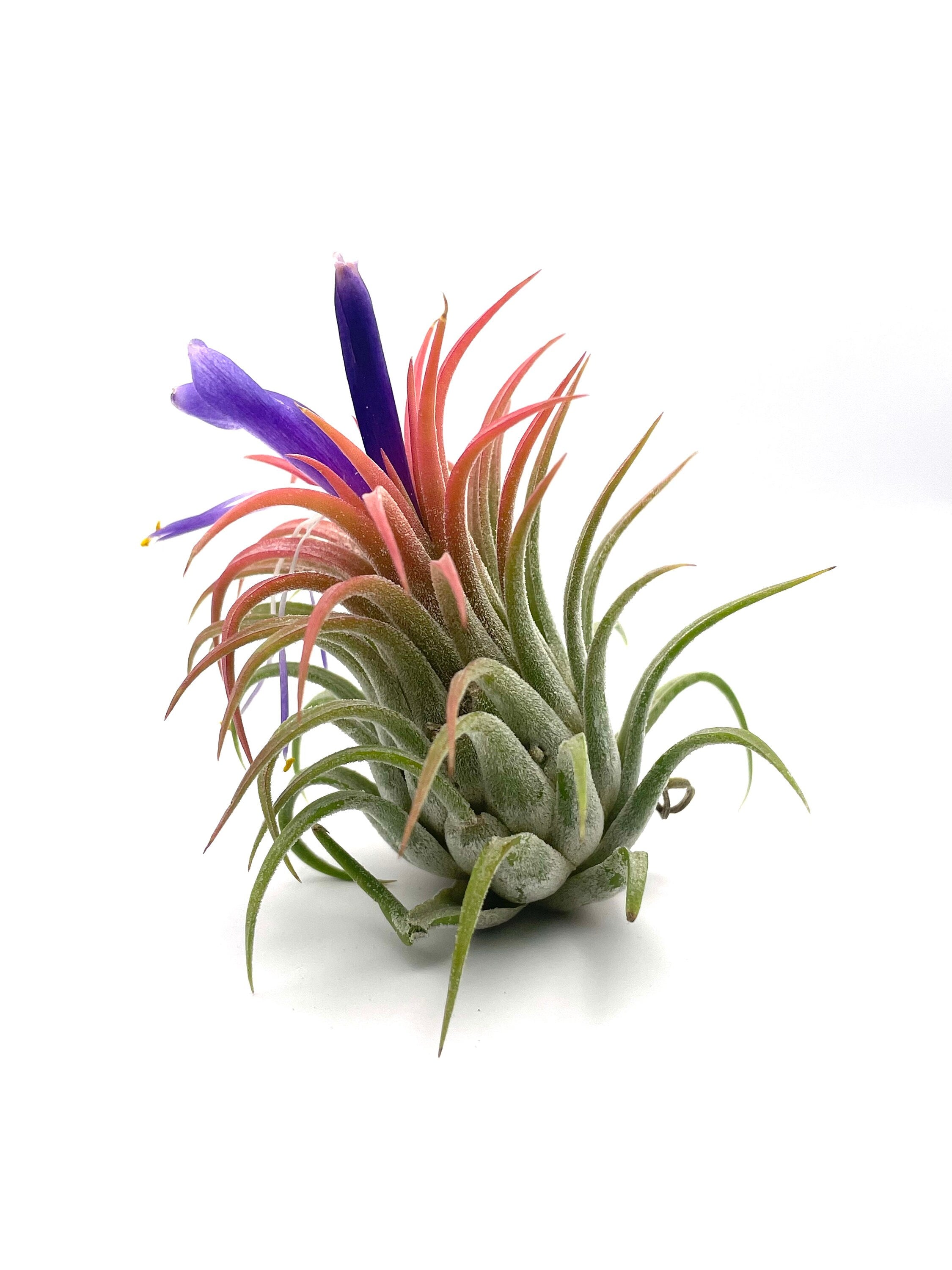 rubra tillandsia