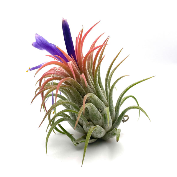 iona air plant Tillandsia Rubra Air Plant