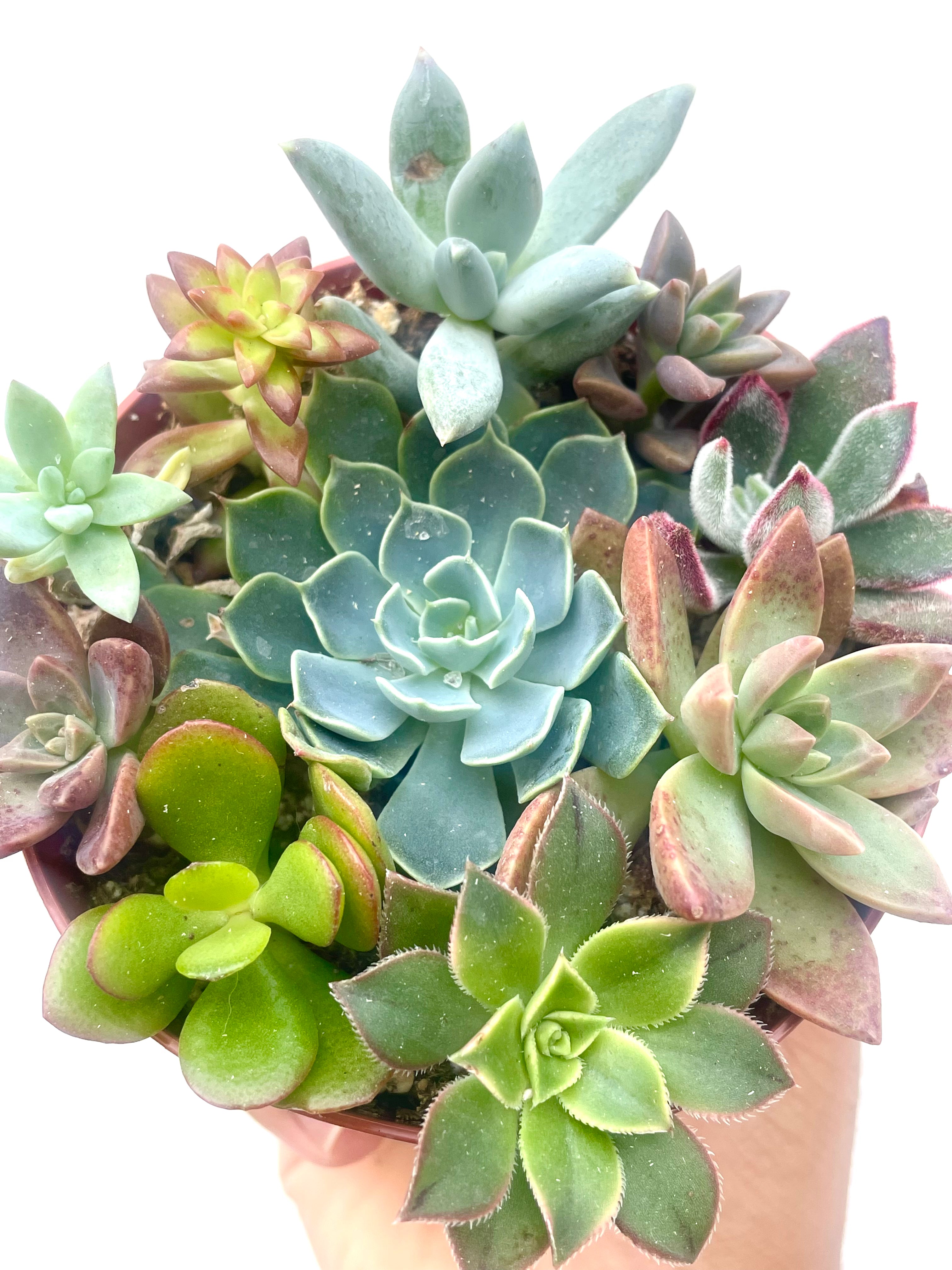 colorful succulents for indoors Succulent Fairy Garden Mix
