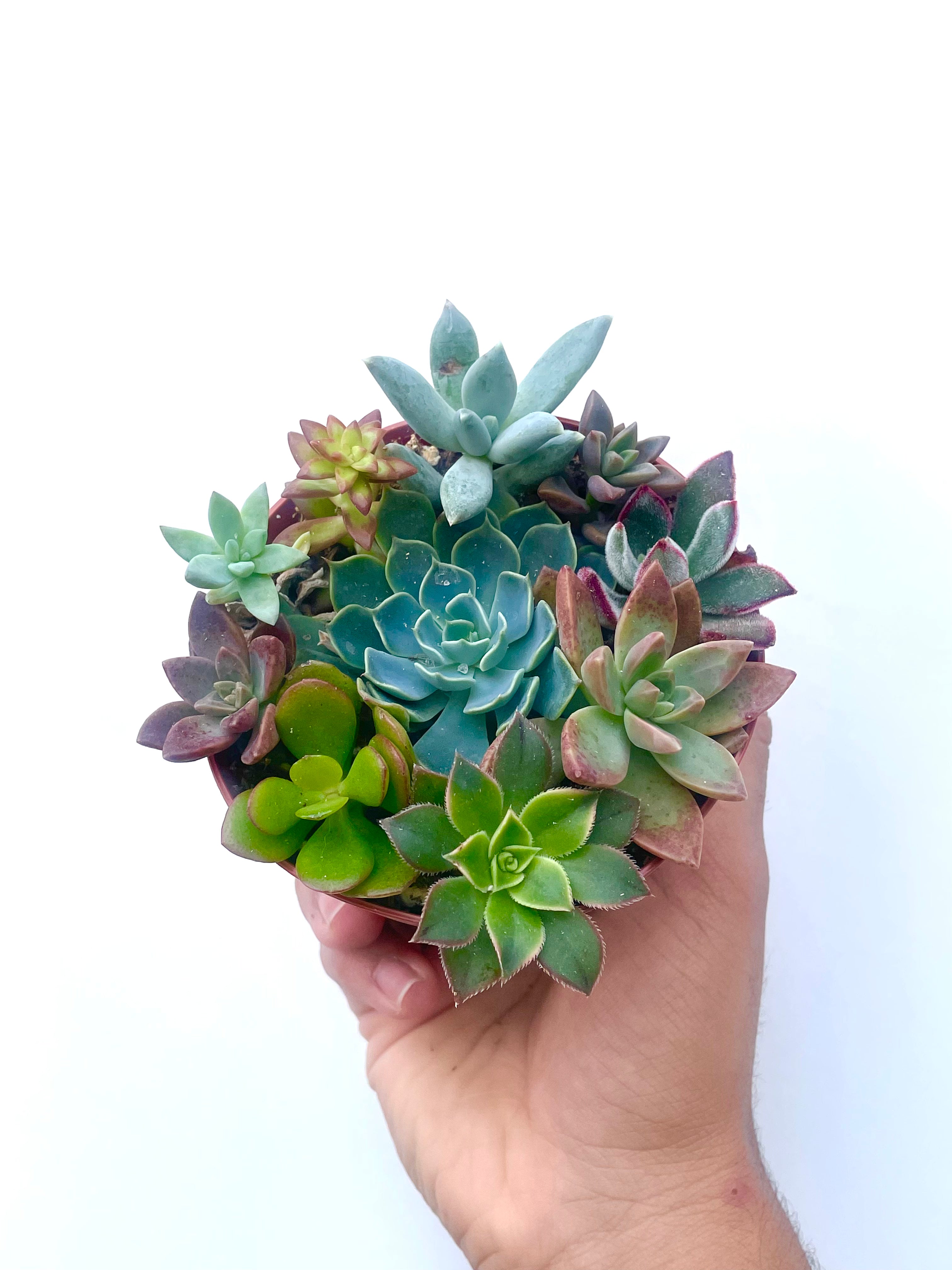 succulent plant colorful Succulent Fairy Garden Mix