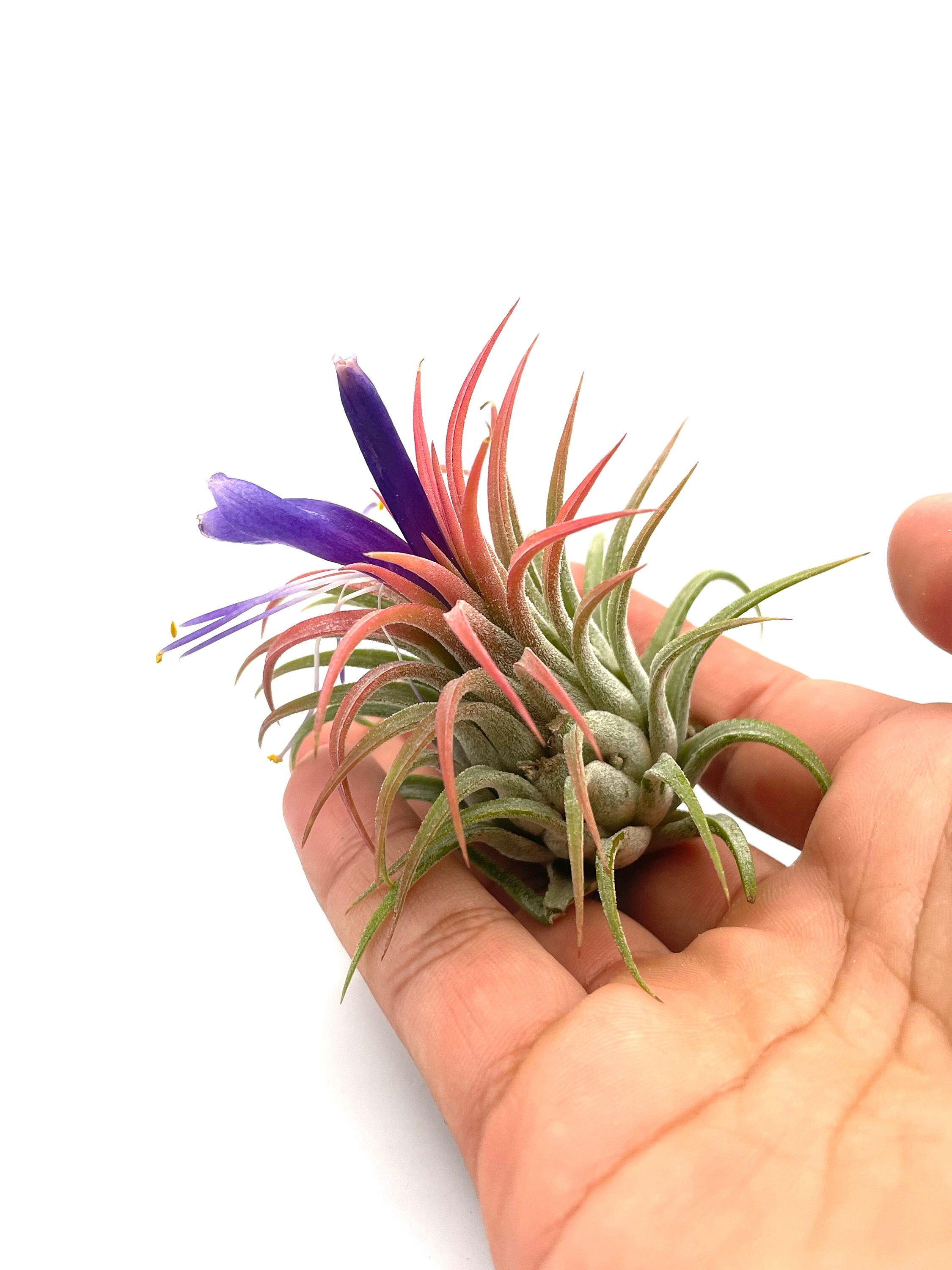 air plant in hand