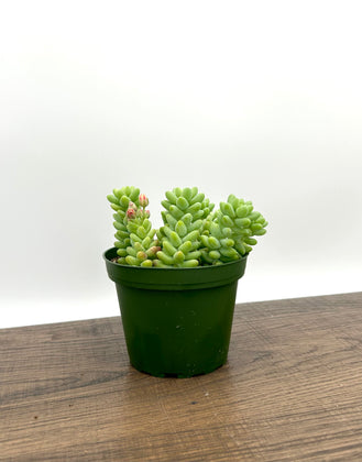 Burro's Tail Succulent