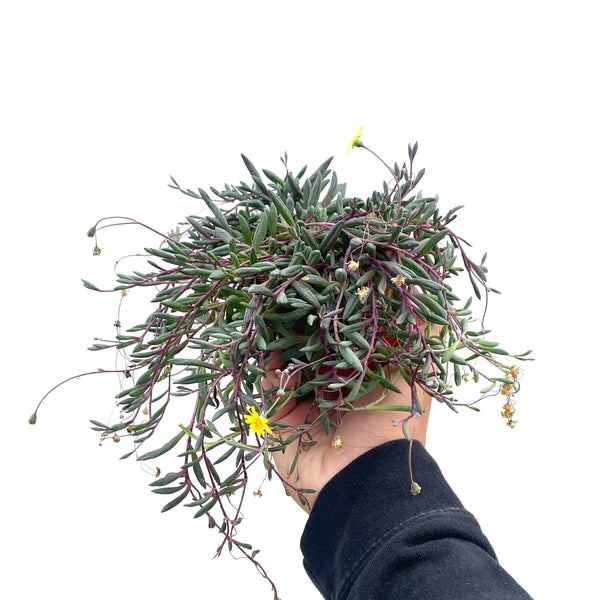 purple necklace succulent Ruby Necklace/Othonna Capenis Succulent