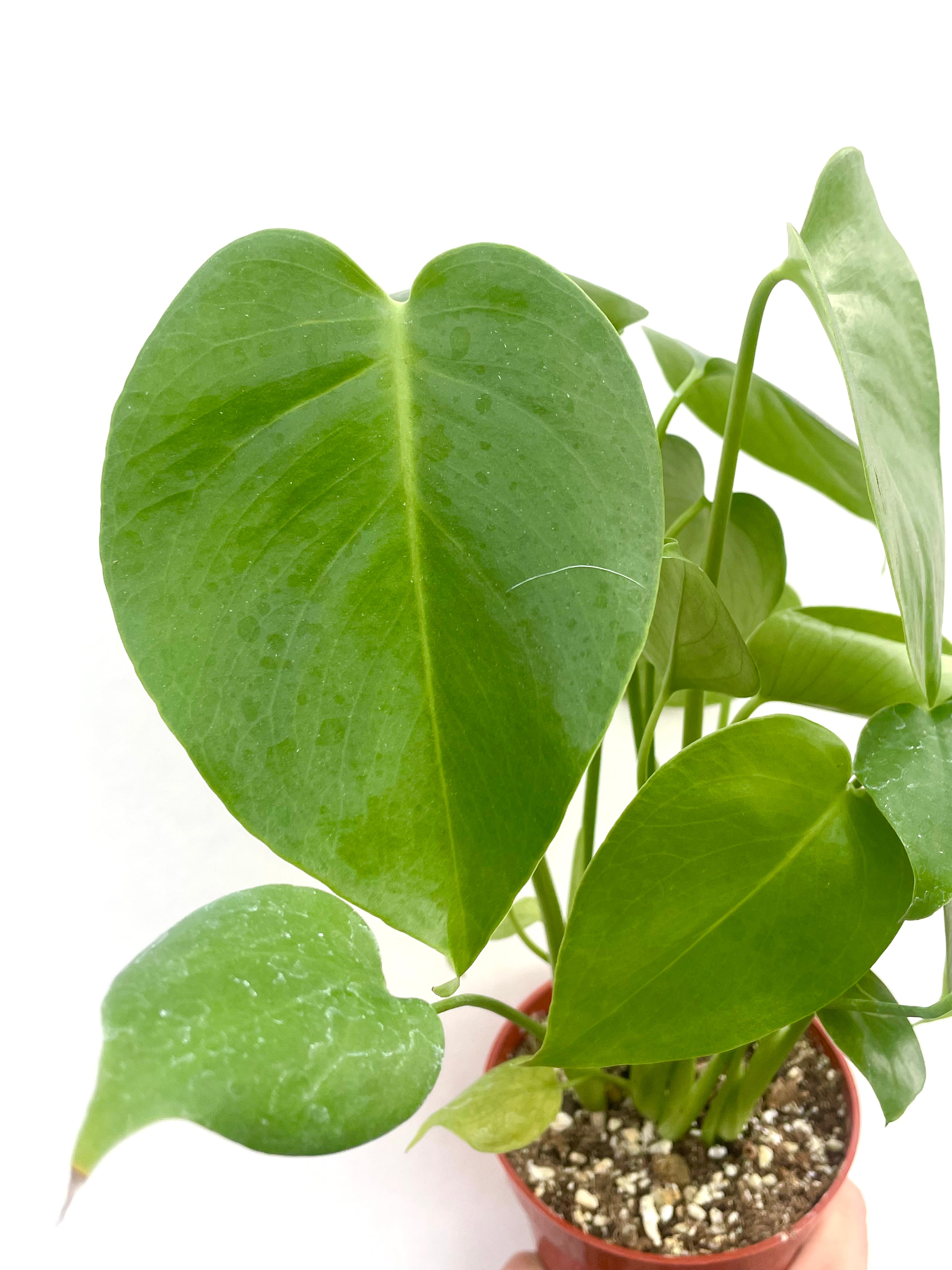 monstera leaf close up