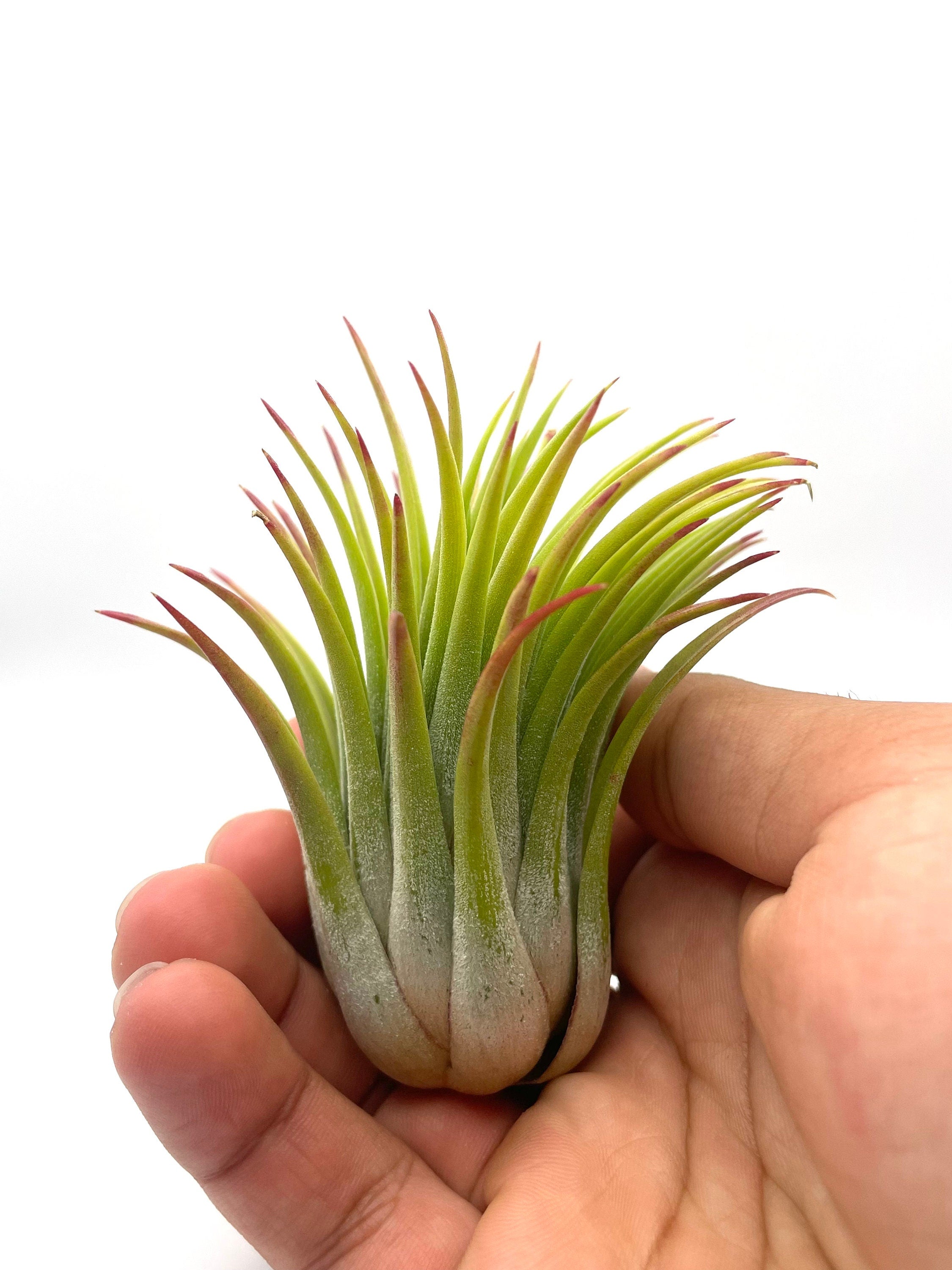 green air plant tillandsia