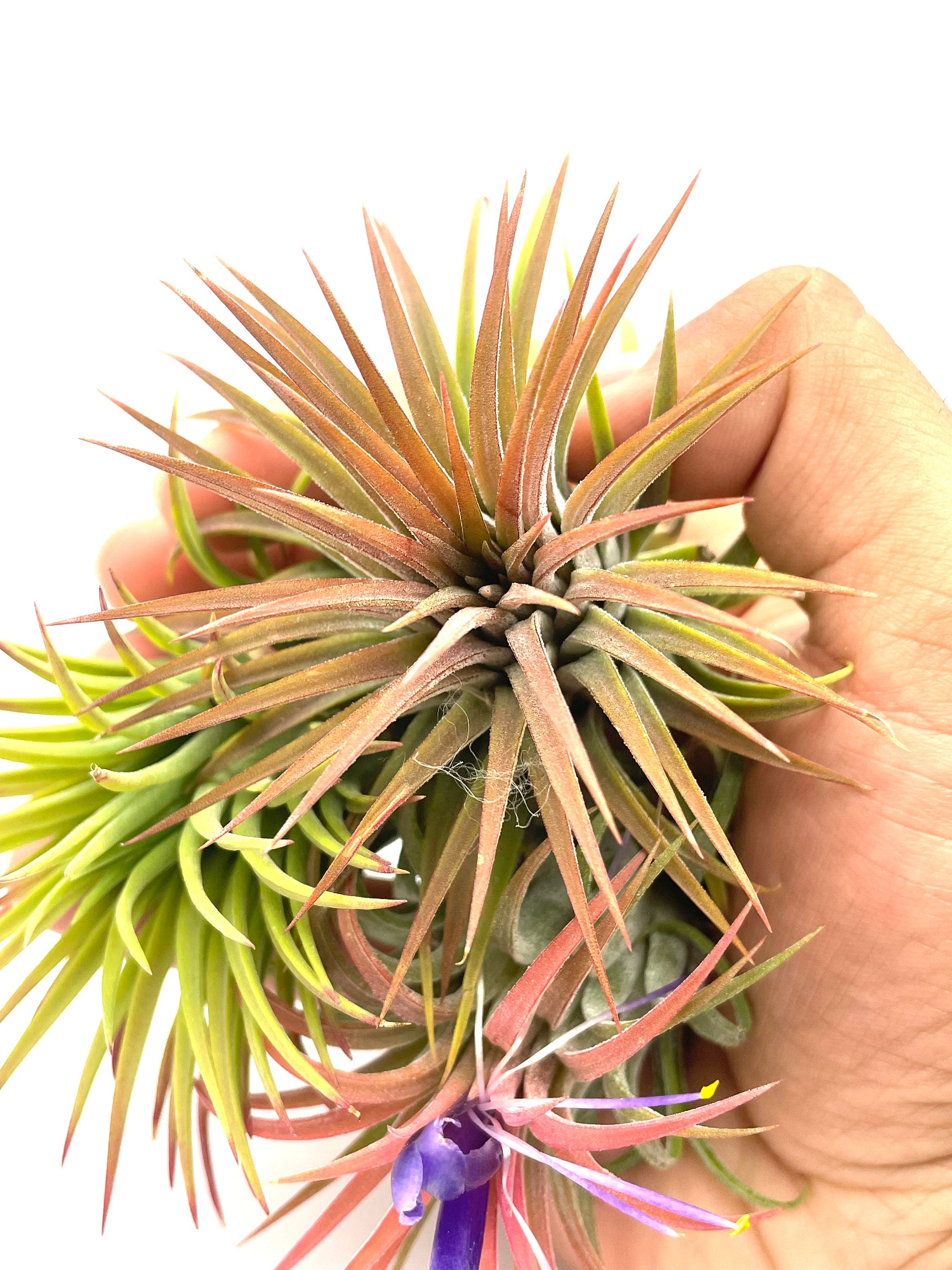 3 air plants in hand