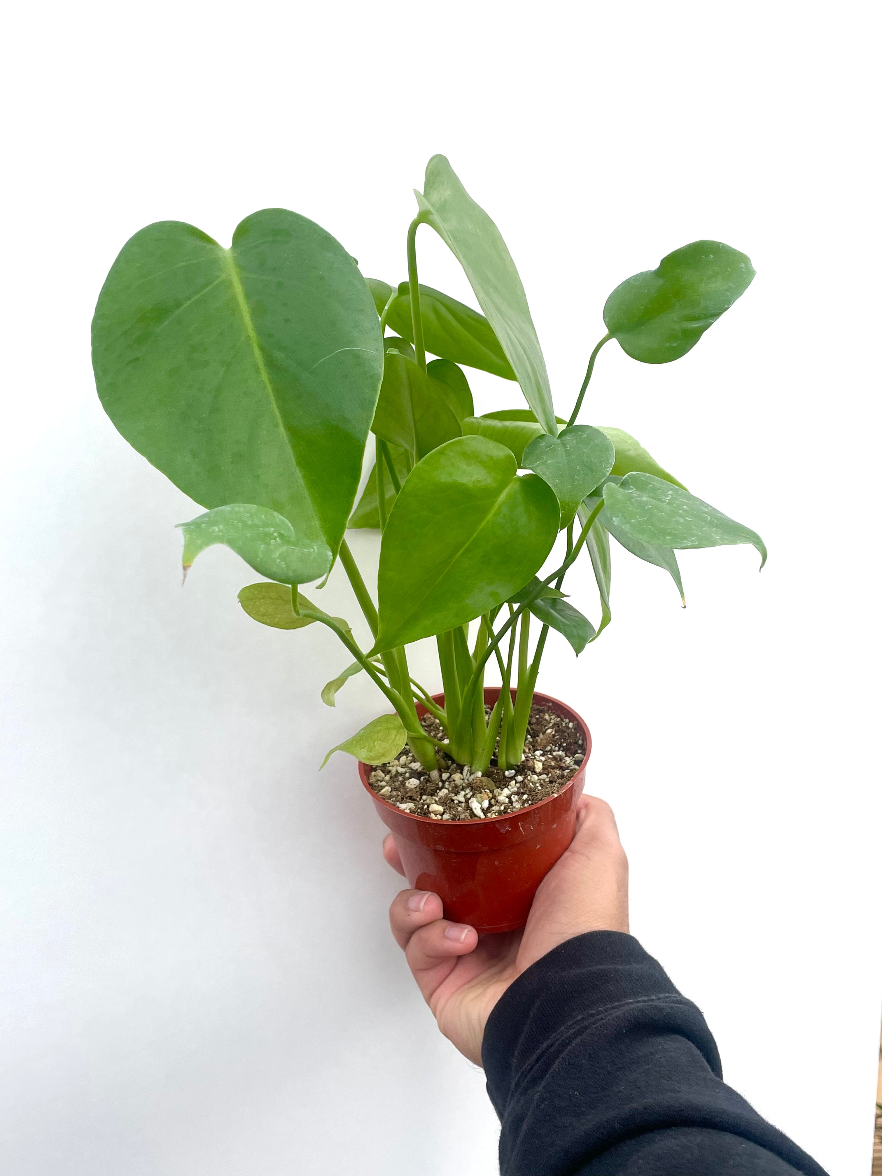 monstera deliciosa split leaf